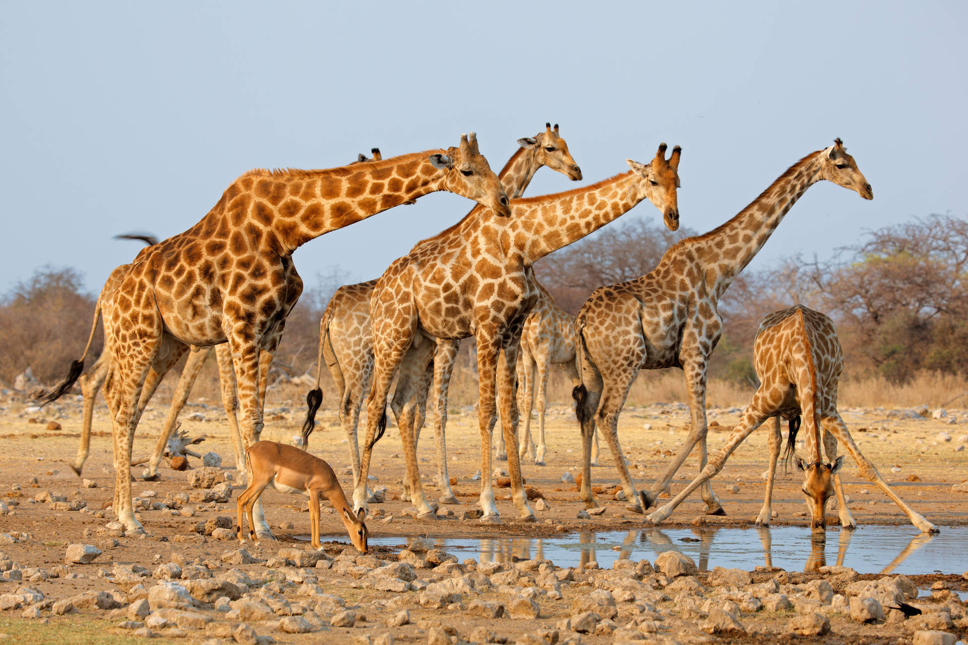 Graceful Wildlife Moments – African Animals At A Waterhole Background