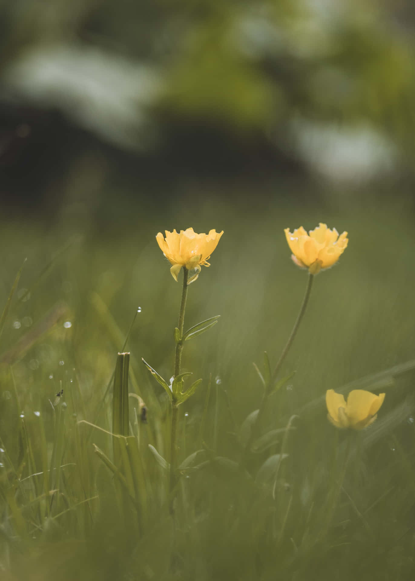 Gracious Flower Background