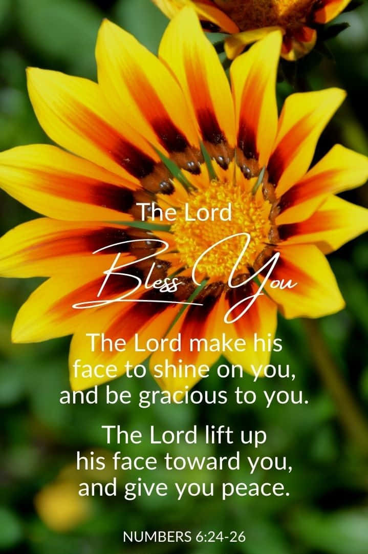 Gracious Sunflower Background