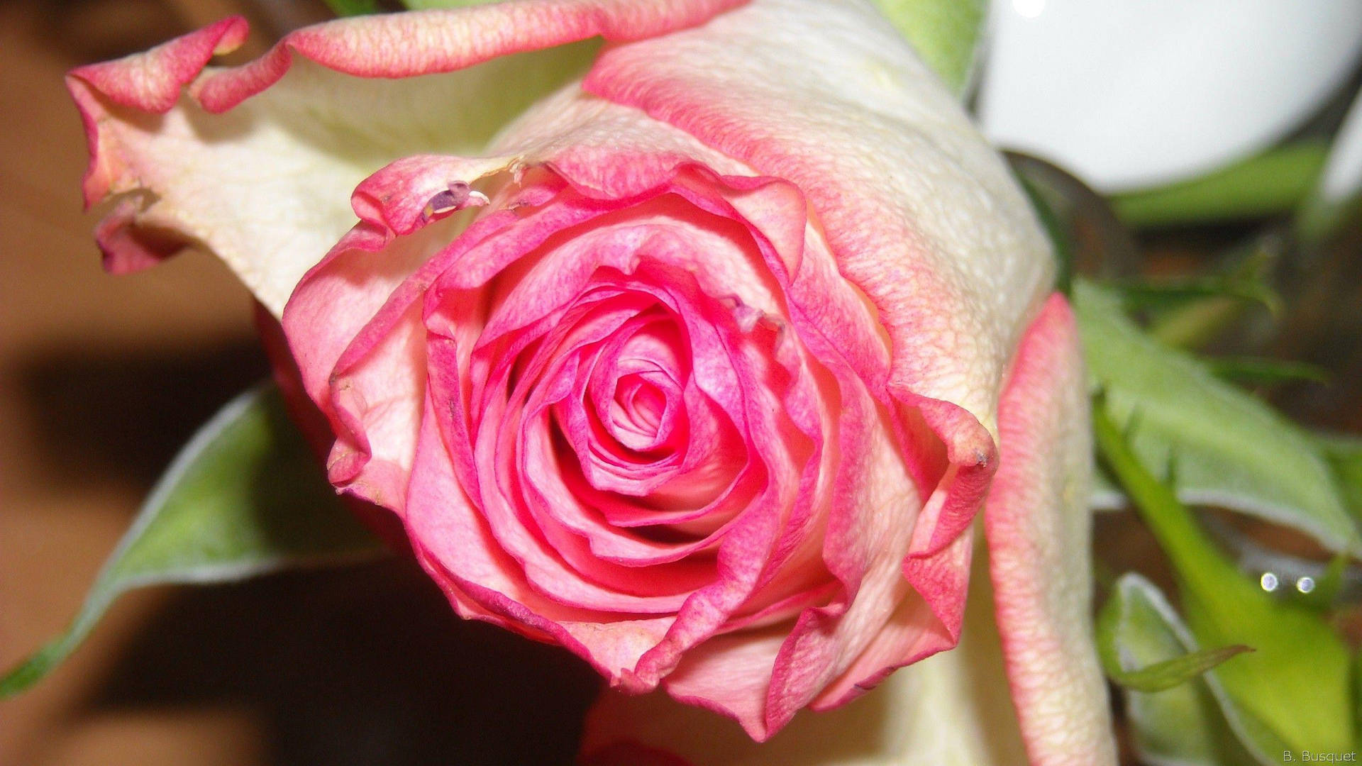 Gradient Pink-colored Beautiful Rose Hd