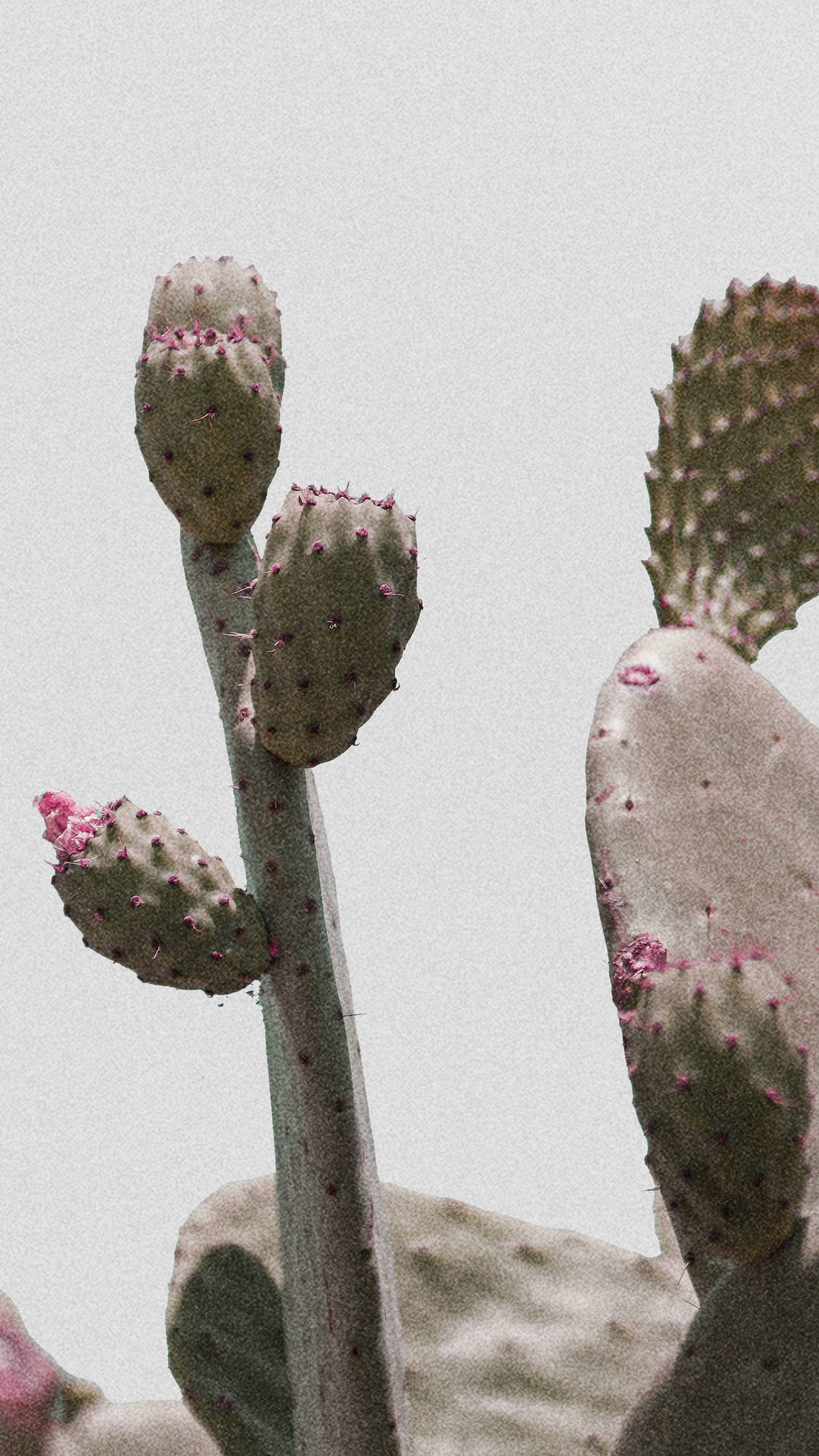 Grainy Minimalist Plant In The Desert