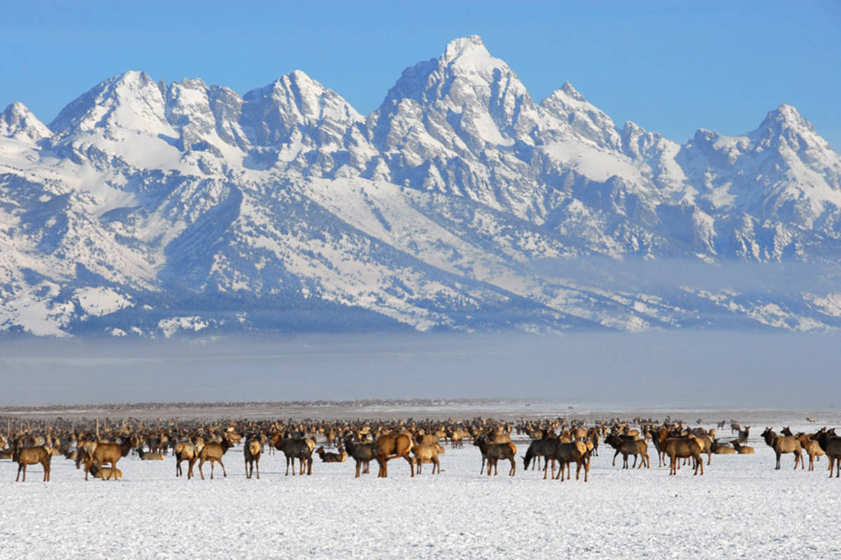 Grand Teton National Park Bison Bellows Background