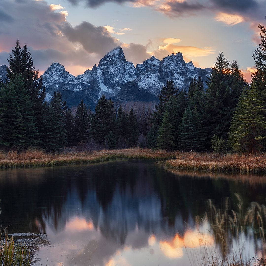 Grand Teton National Park Brown Grass Background