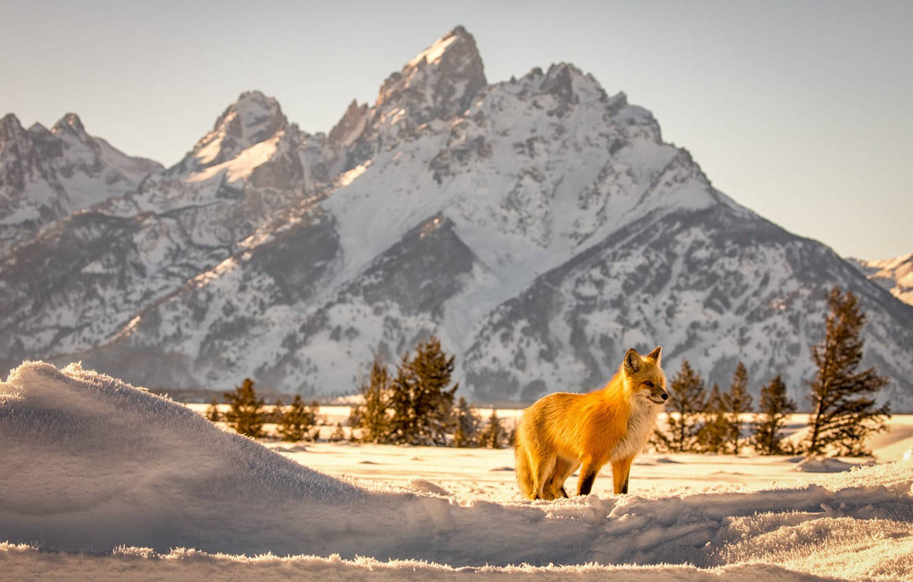 Grand Teton National Park Fox Background