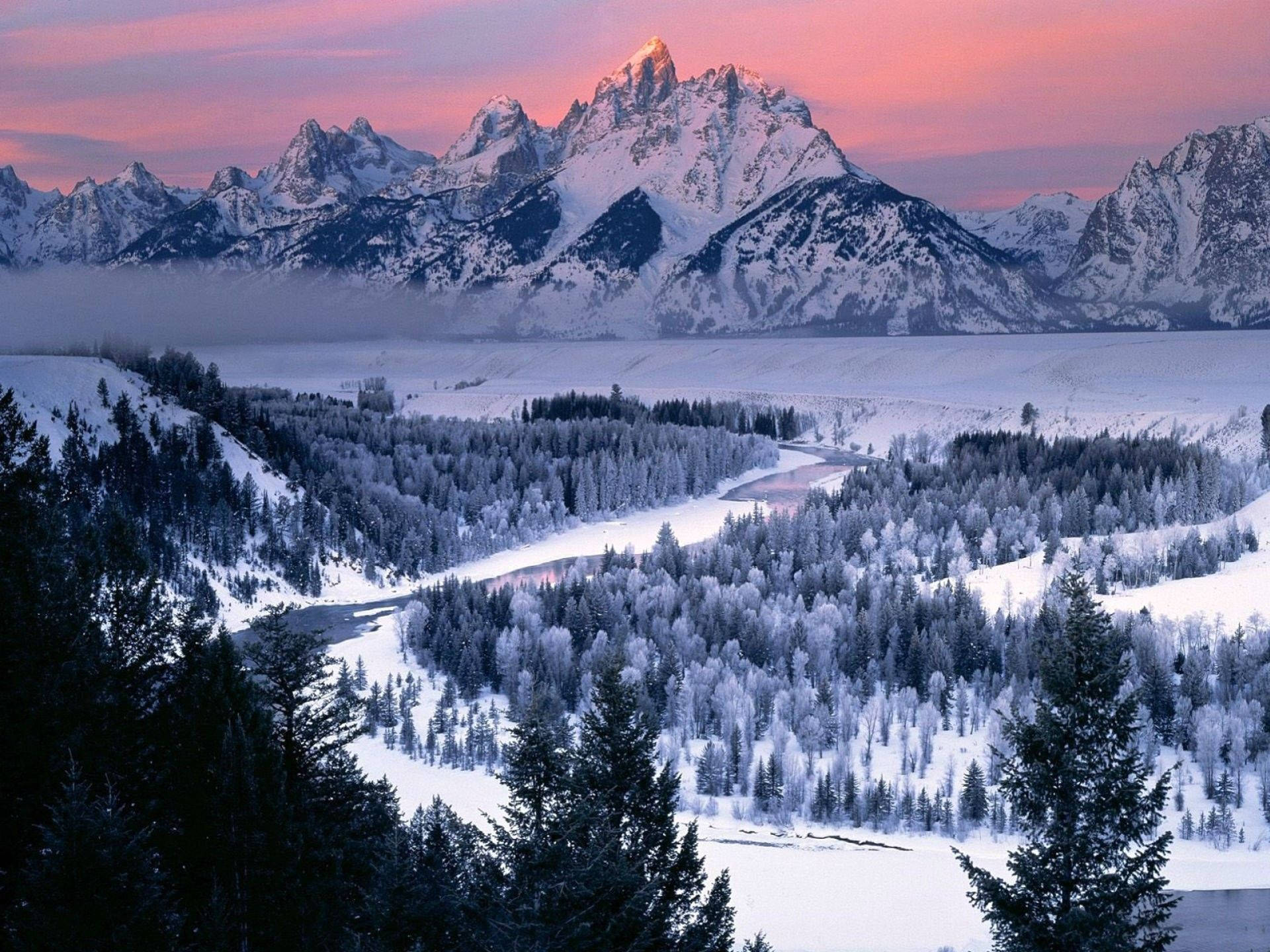 Grand Teton National Park Full Of Trees Background