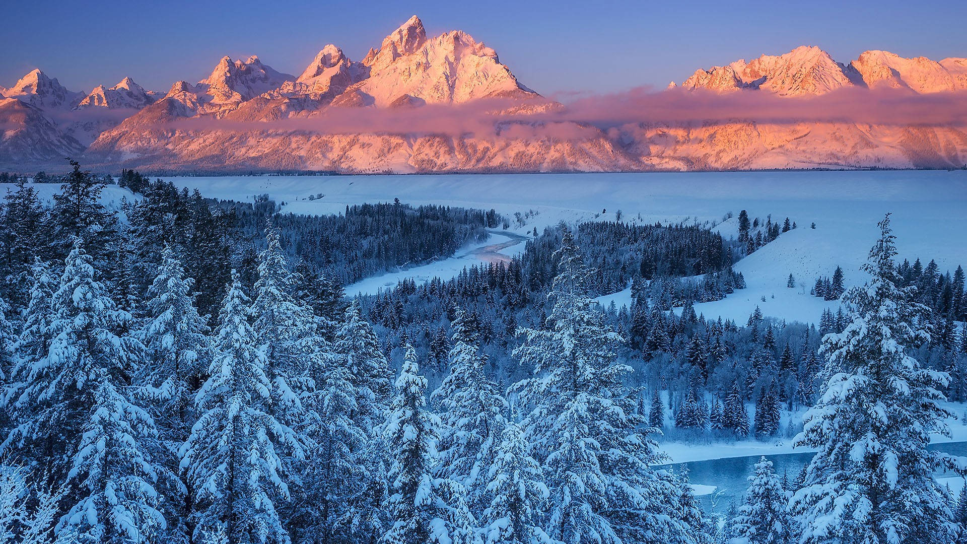 Grand Teton National Park Pine Trees Background