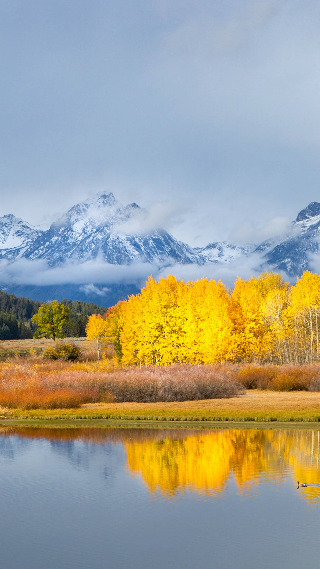 Grand Teton National Park Yellow Background