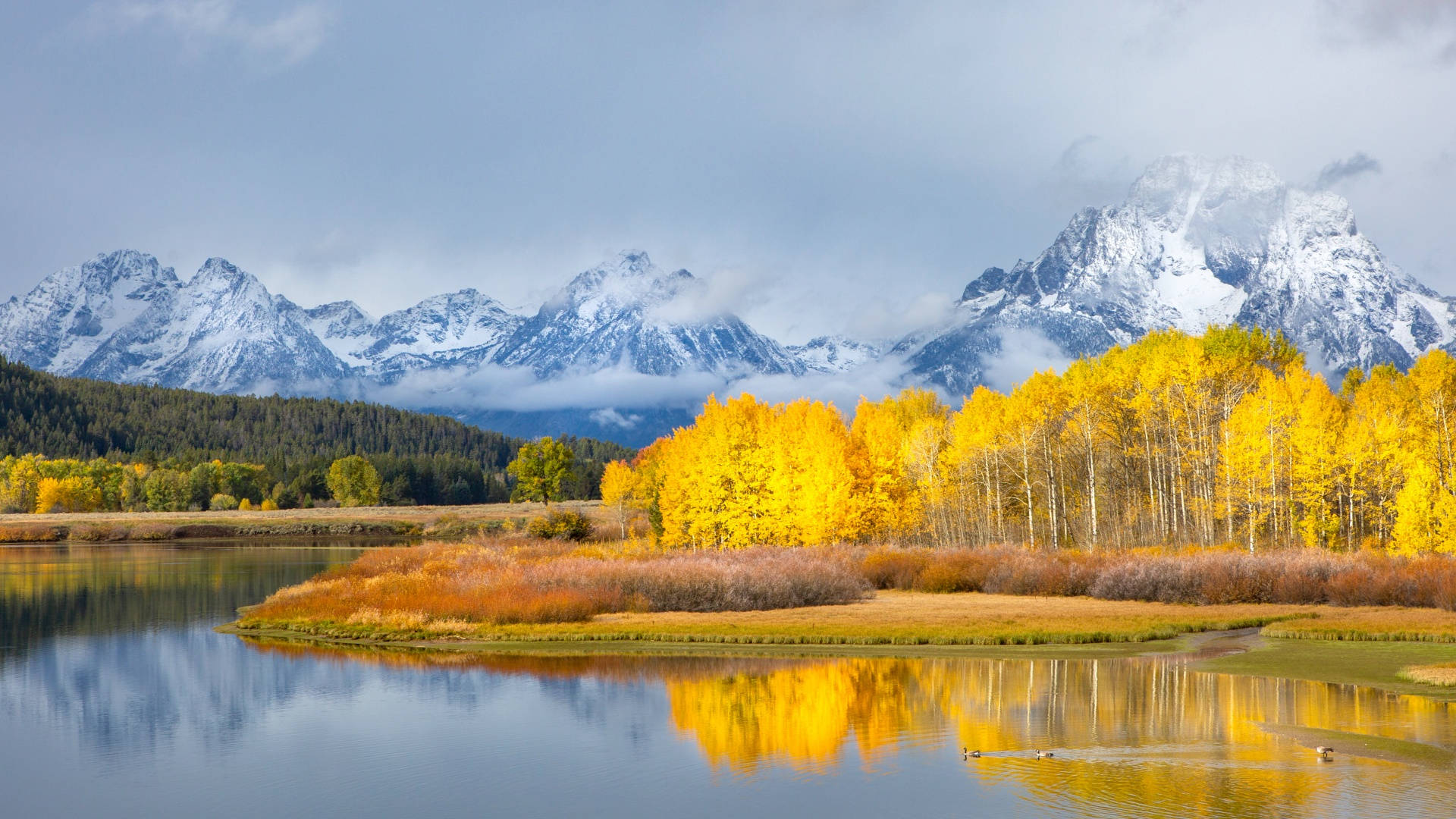 Grand Teton National Park Yellow Landscape