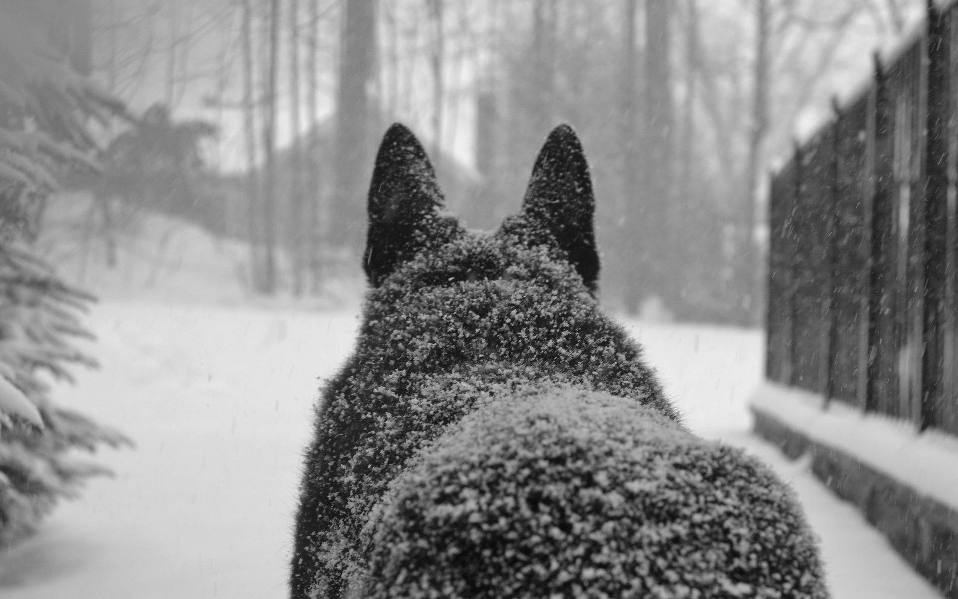 Grand Wolf In The Snow Background