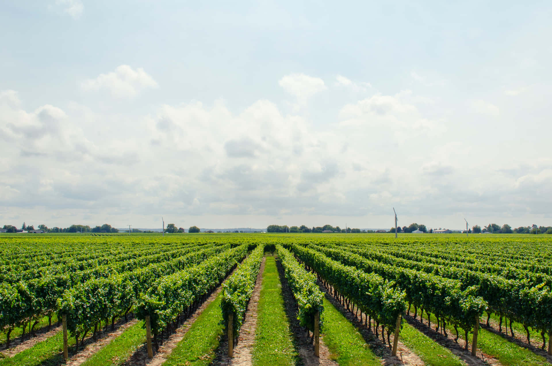 Grape Field Vineyard Background