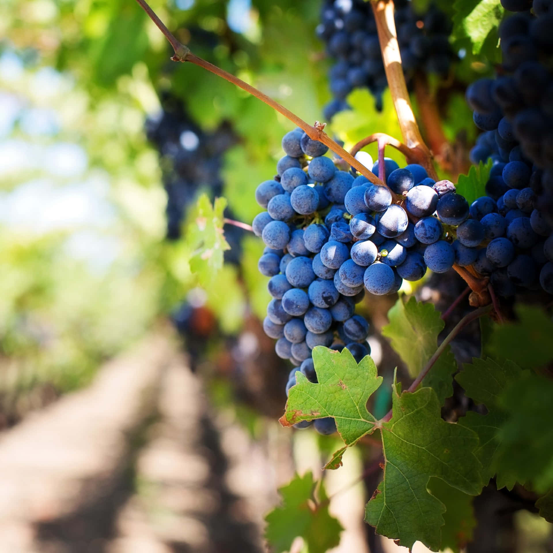 Grape Fruit In Vineyard Background