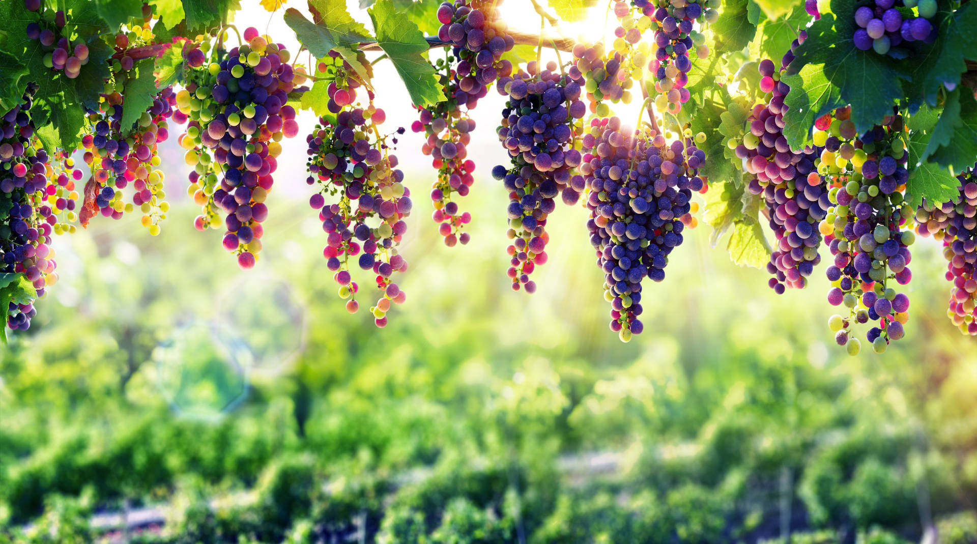 Grape Fruits At Vineyard Background
