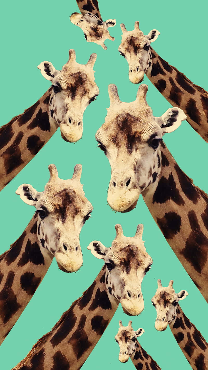 Graphic Collage Of Cute Giraffes Background