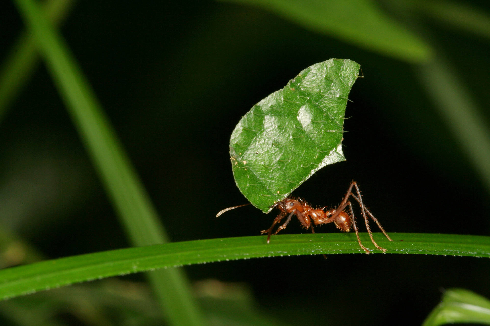 Grass Ant Background