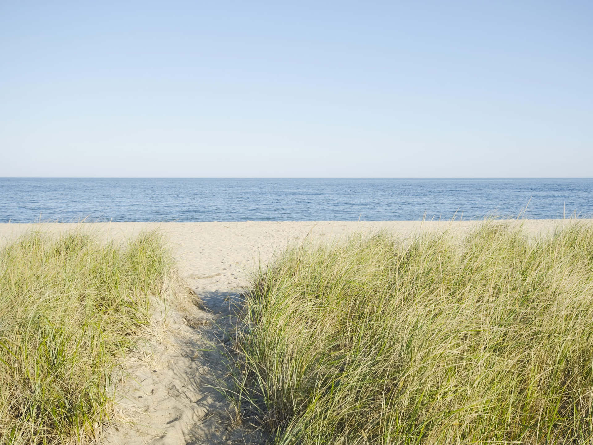 Grass Beach New England Summer Background