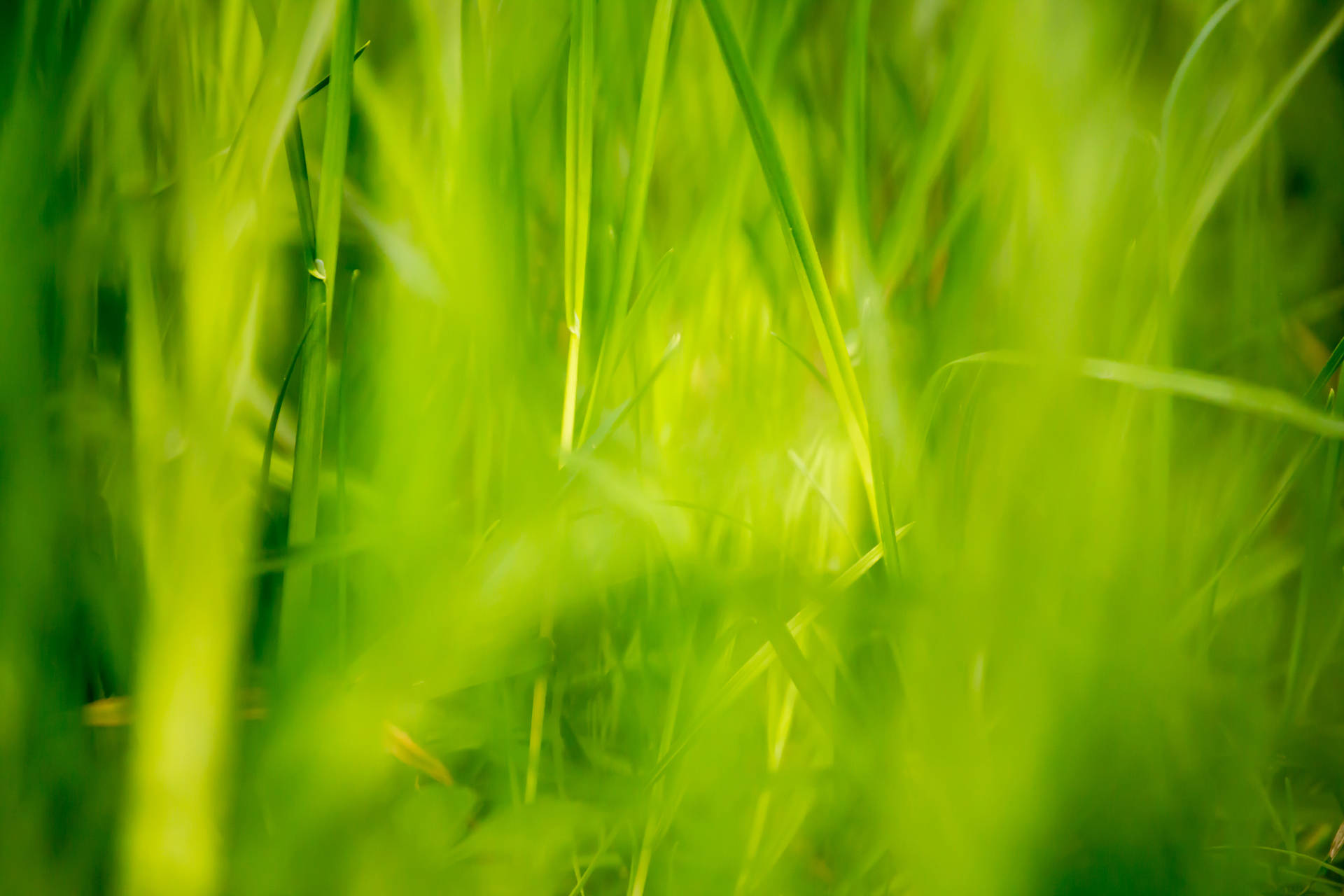 Grass Closeup Medium Background