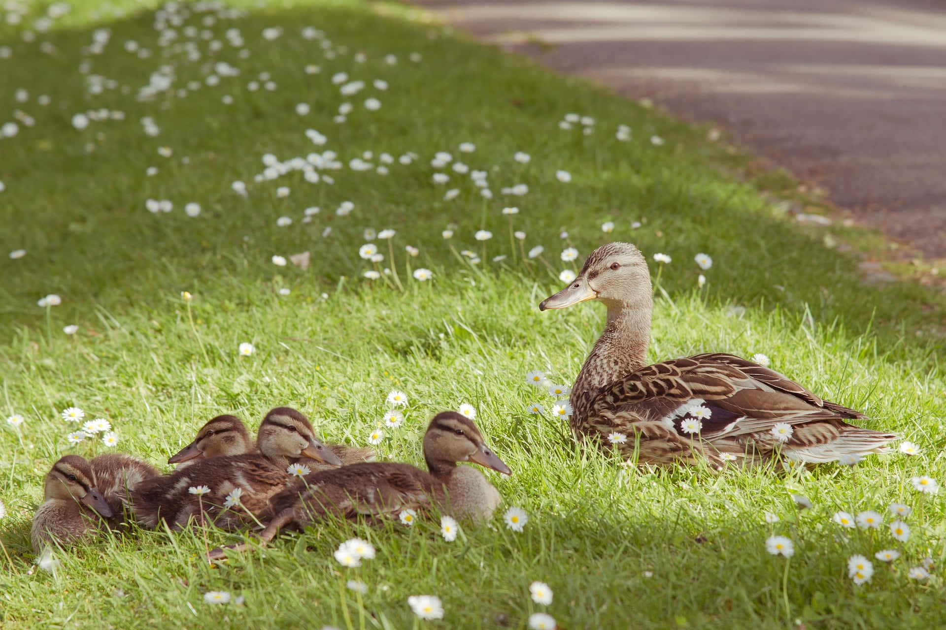 Grass Duck Mother Bird Background