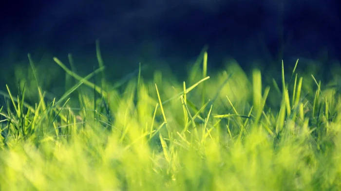 Grass Facebook Cover Background