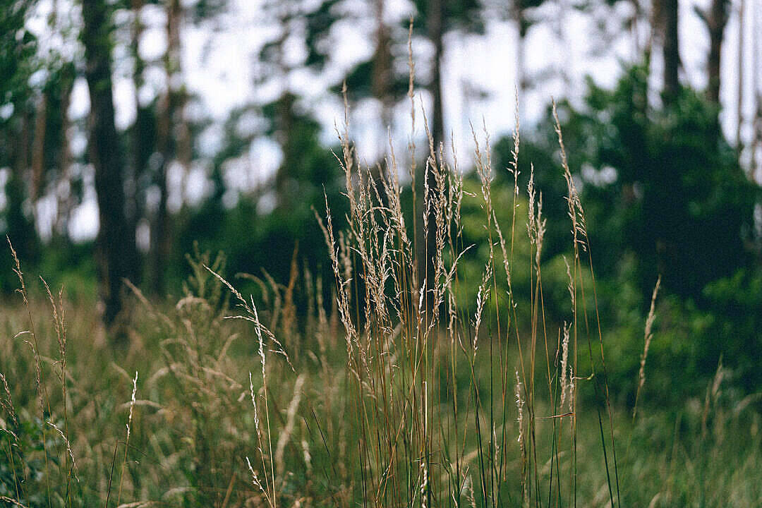Grass Field High Quality Desktop Background