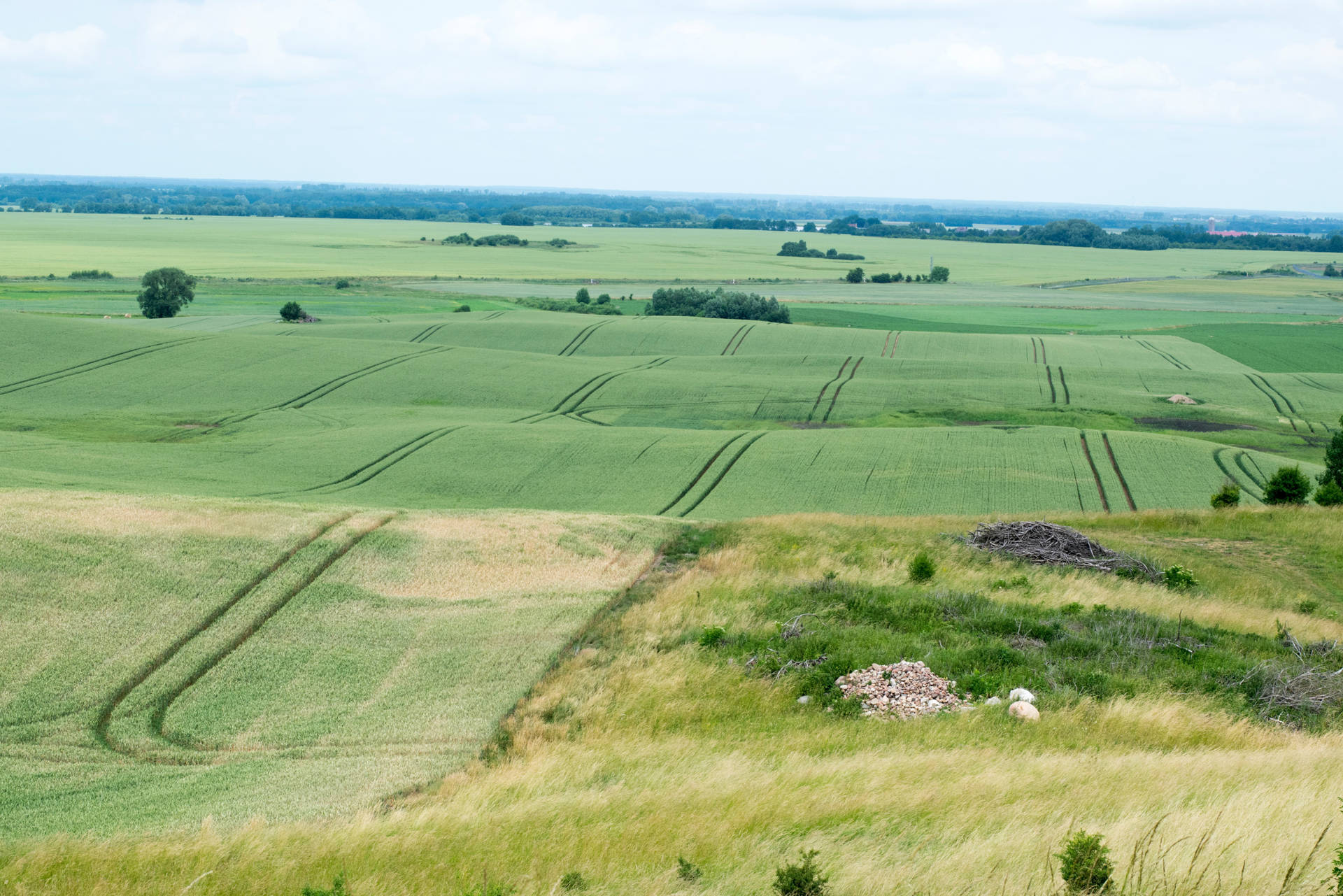 Grass Field In Lithuania Background