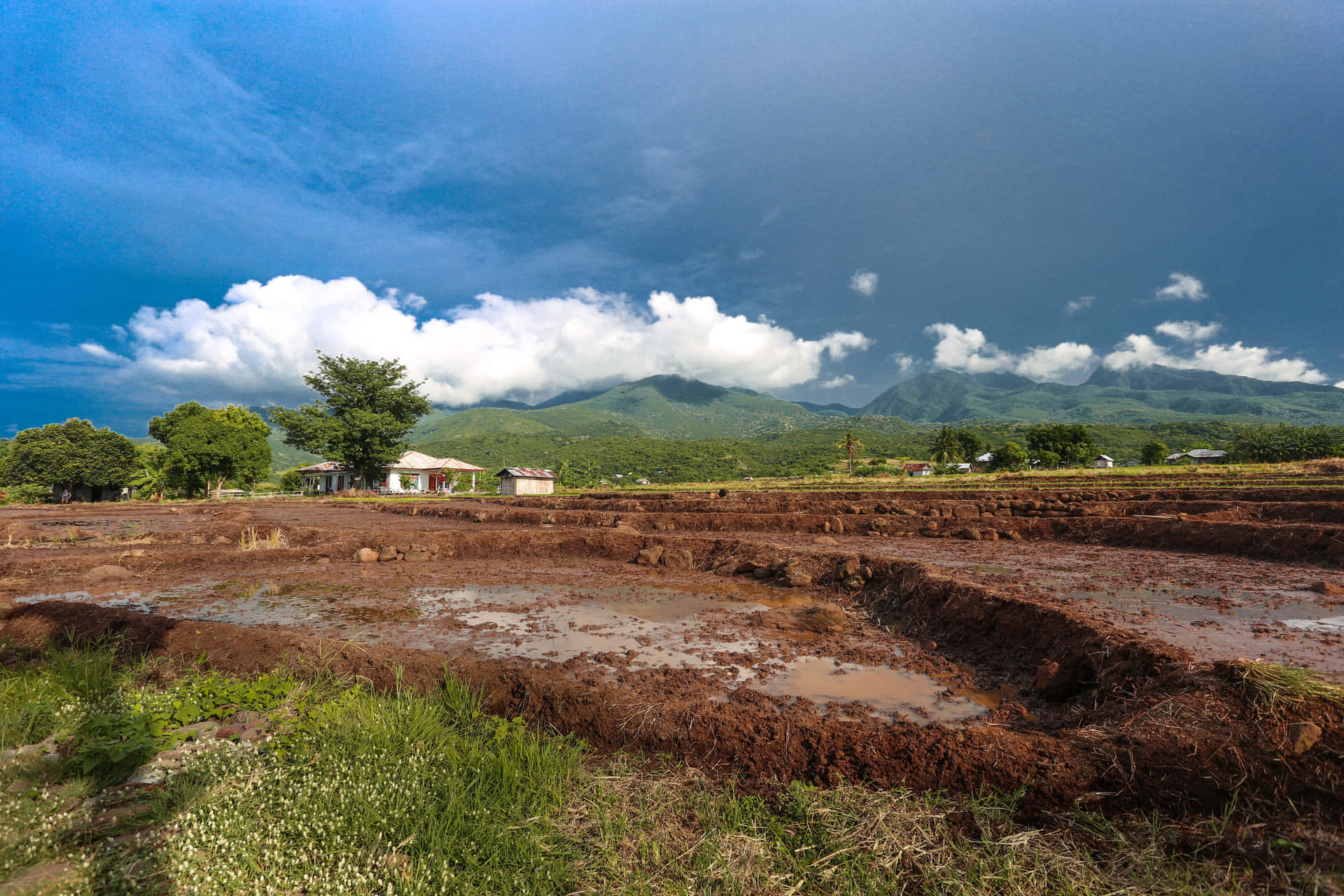 Grass Field Mud Puddle Wet Land