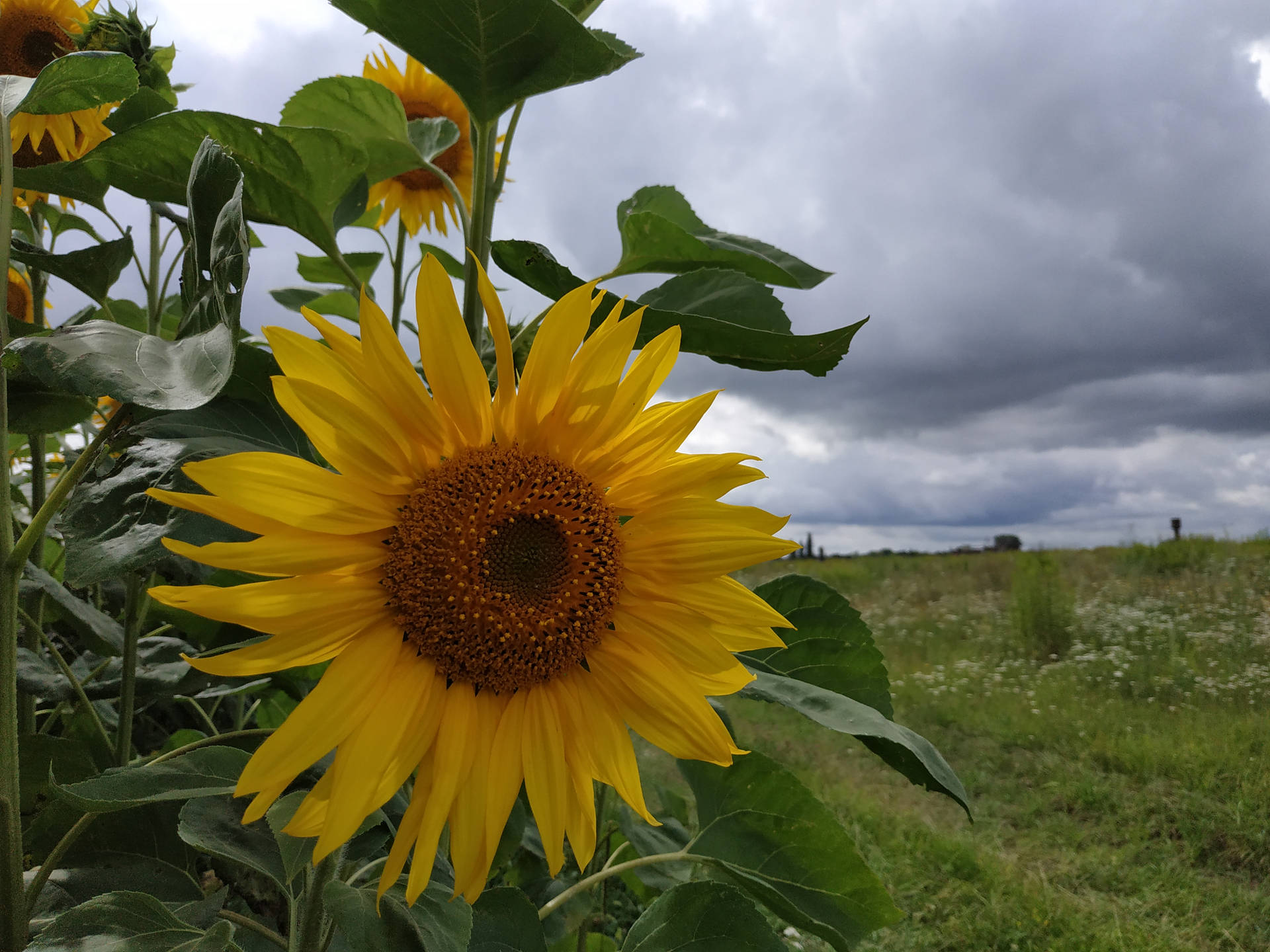 Grass Field Sunflower Aesthetic Background