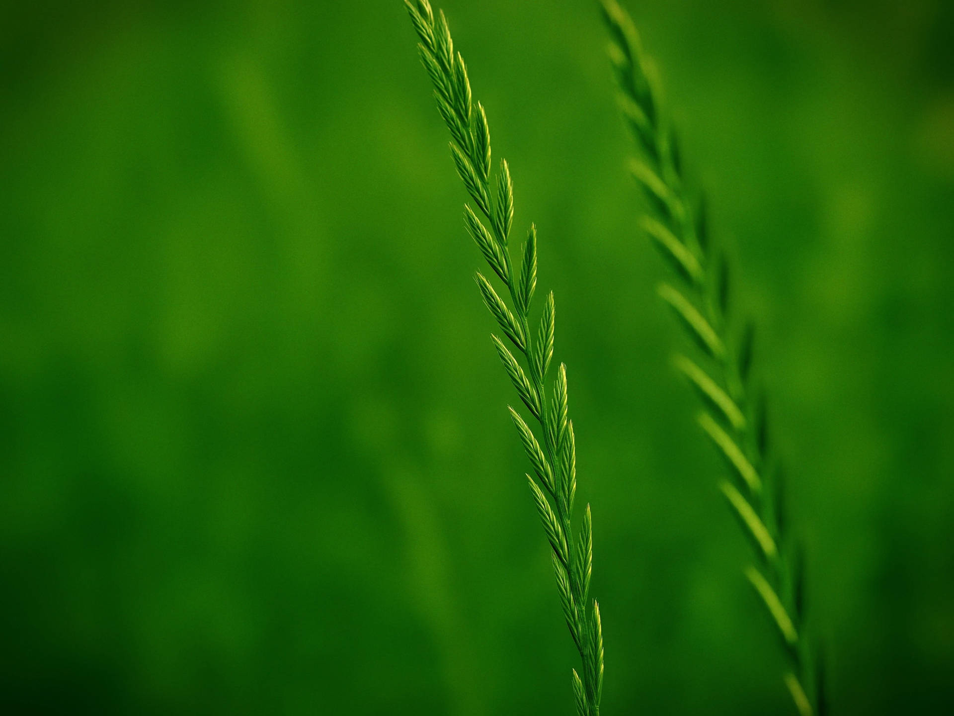 Grass Green Leaves Closeup Background