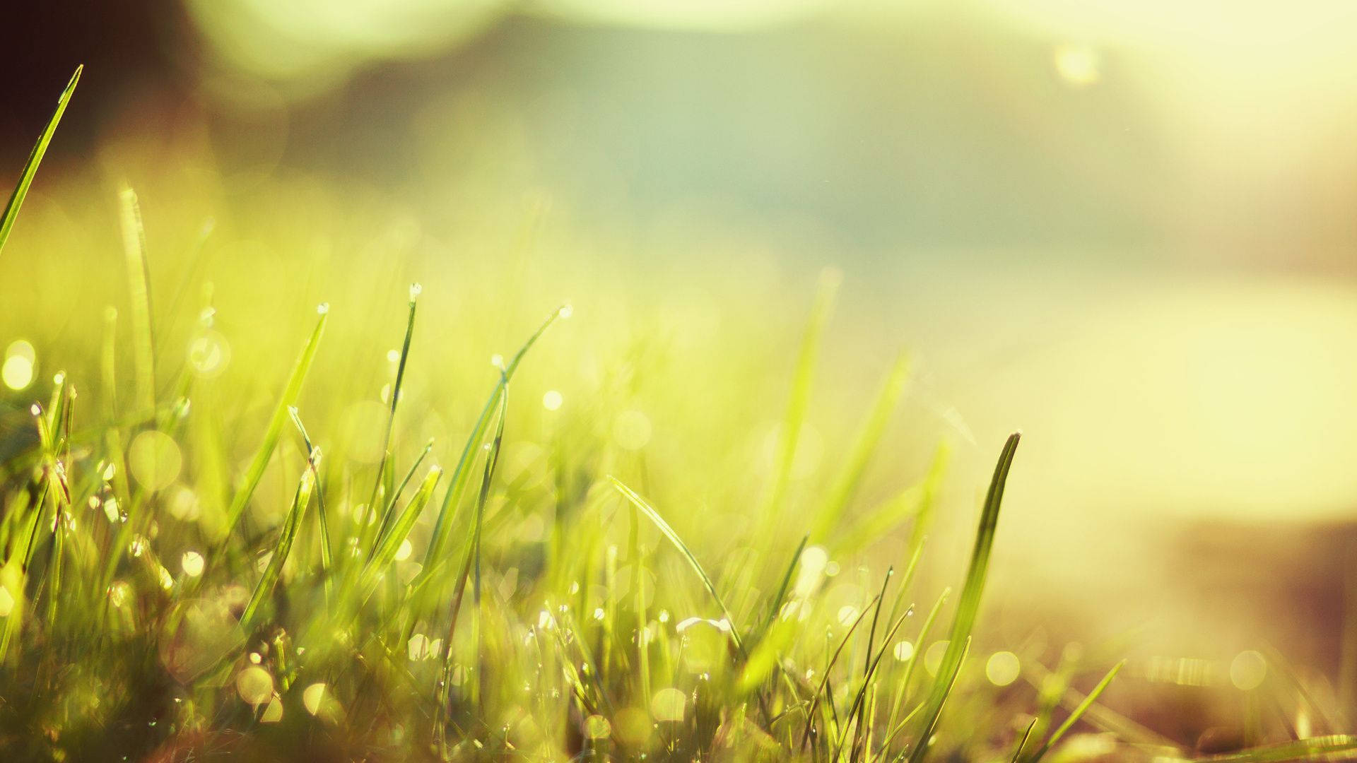 Grass In Sunlight Macro Background