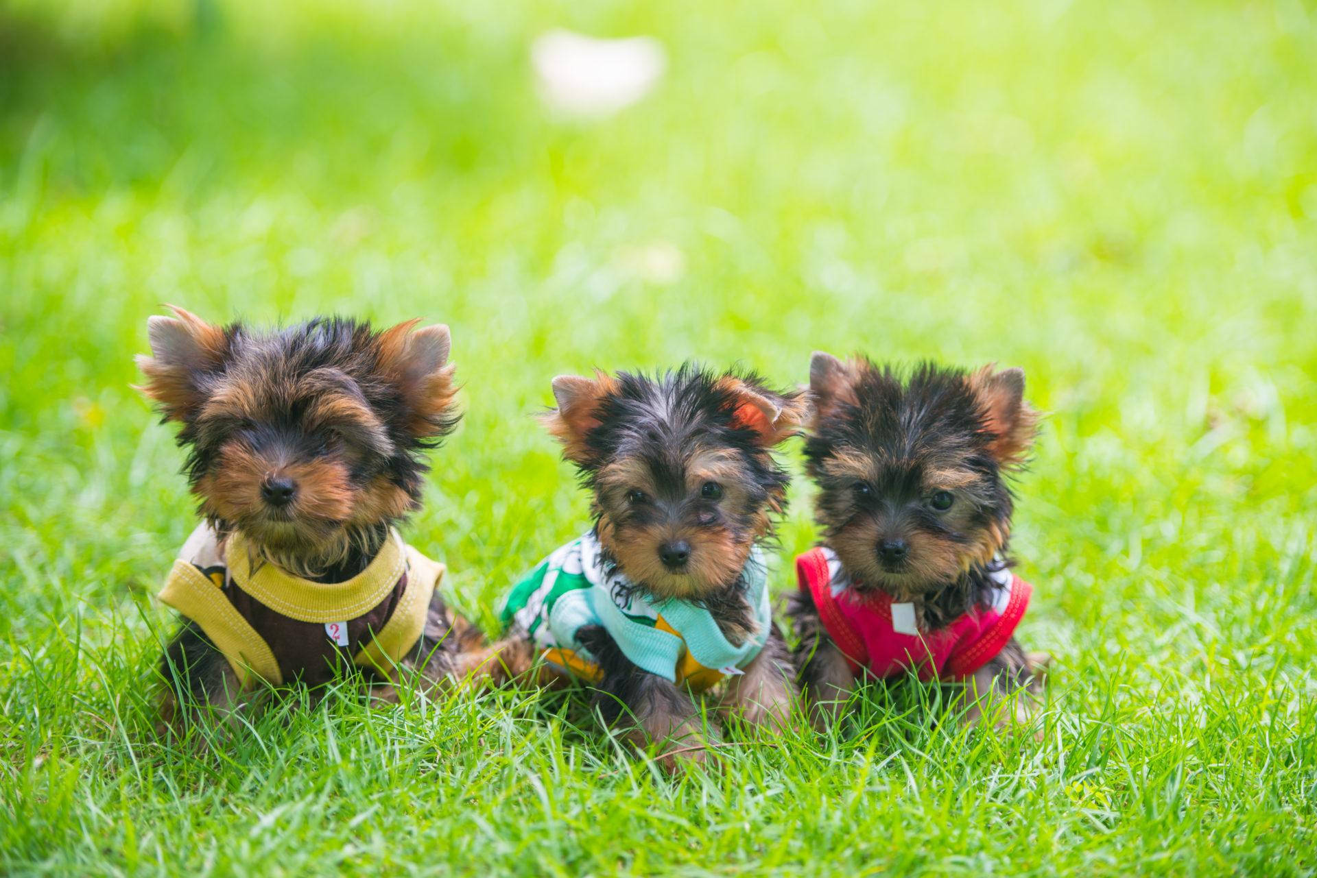 Grass Lying Yorkie Puppies Background