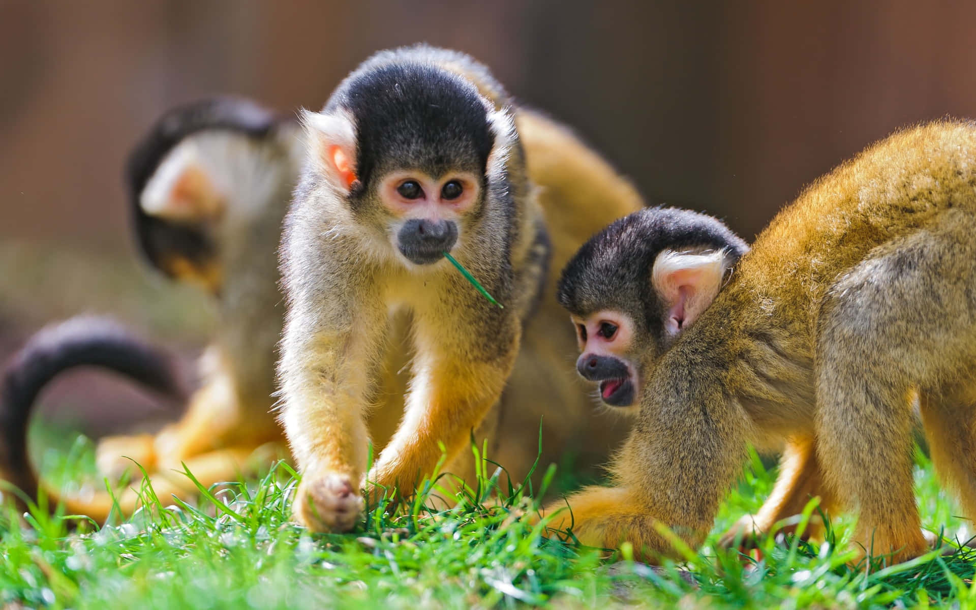 Grass Playing Cute Monkey Photo Background