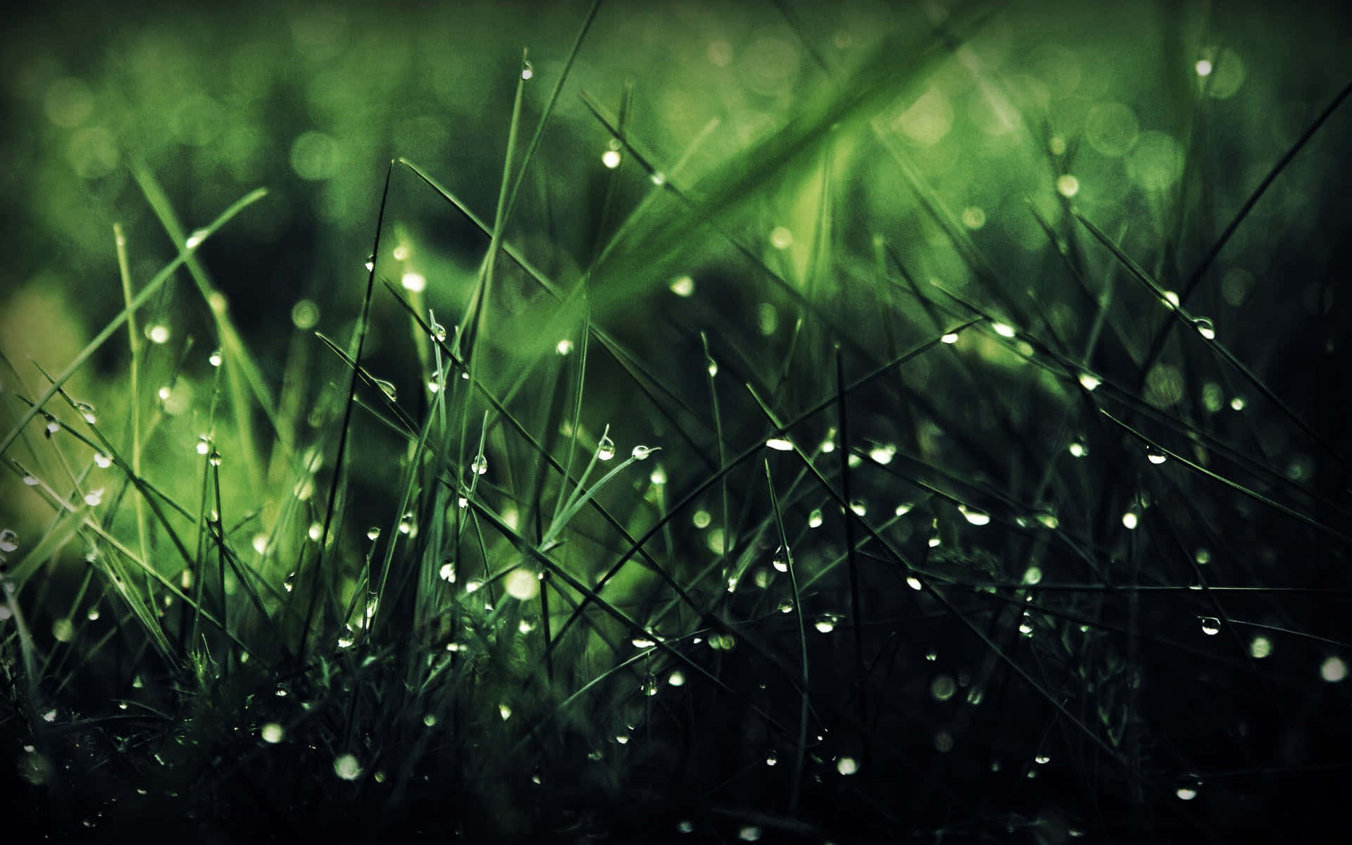 Grass Rain 4k