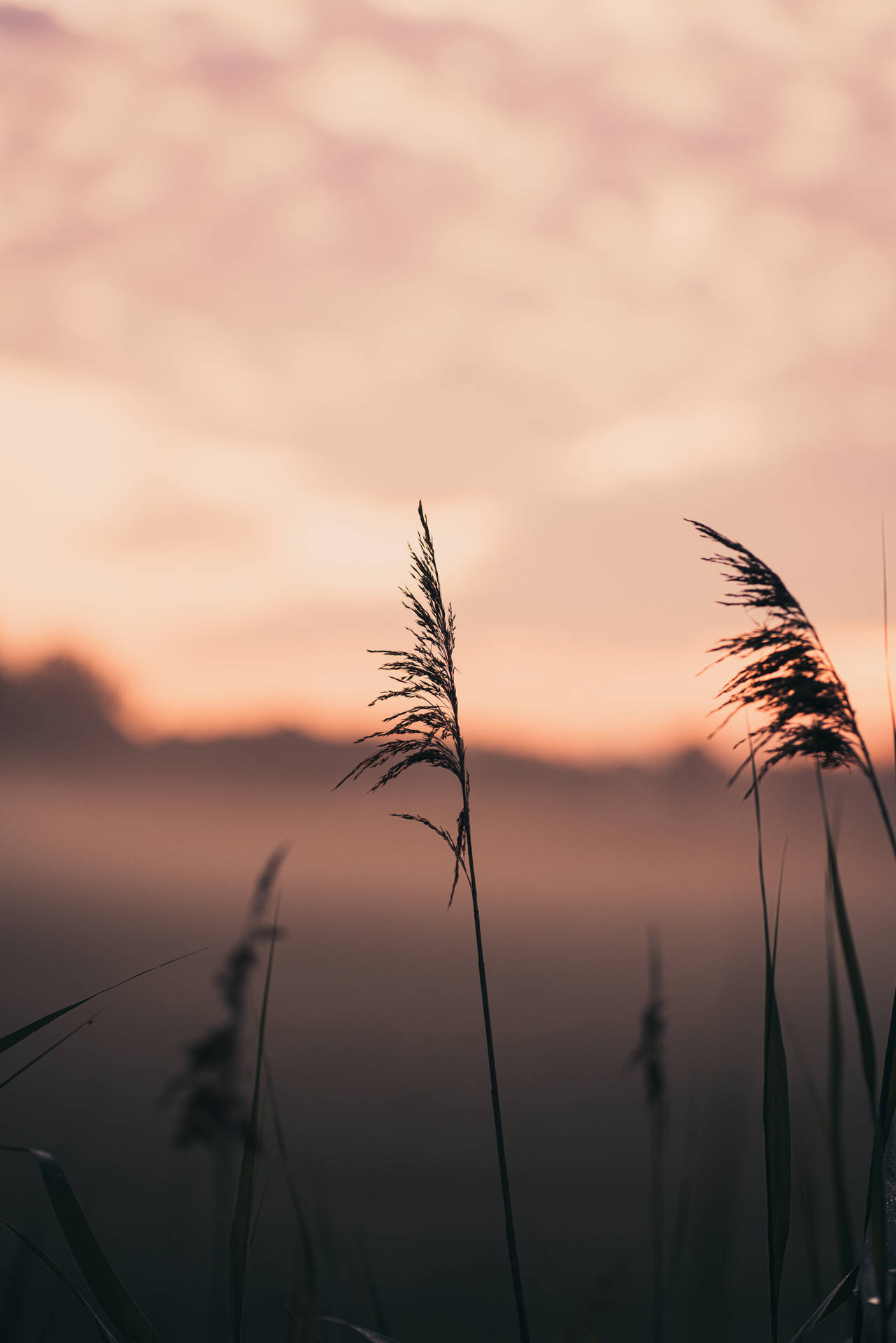 Grass Silhouette During Sunset Focus Background