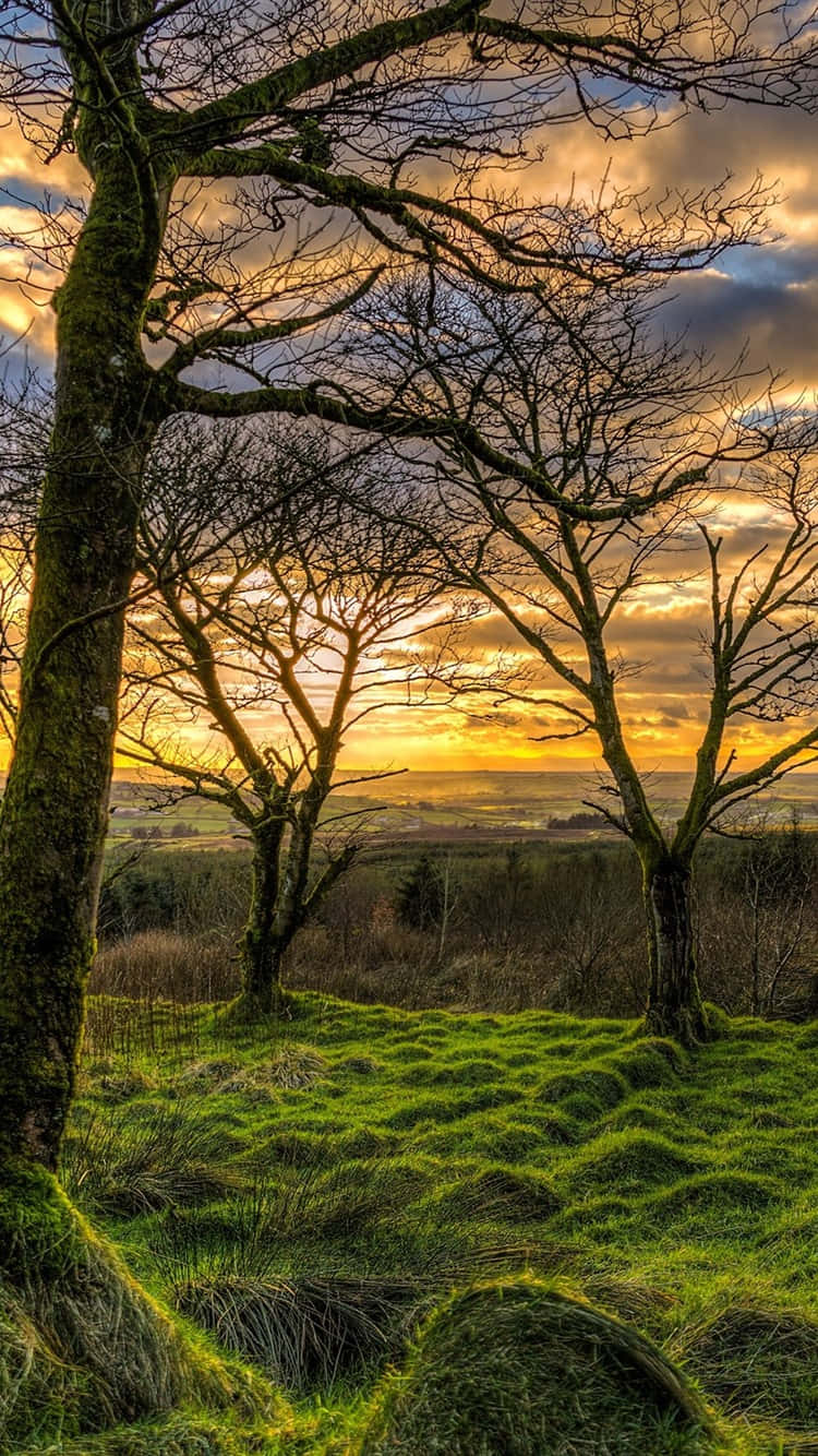 Grass Sunset In Northern Ireland