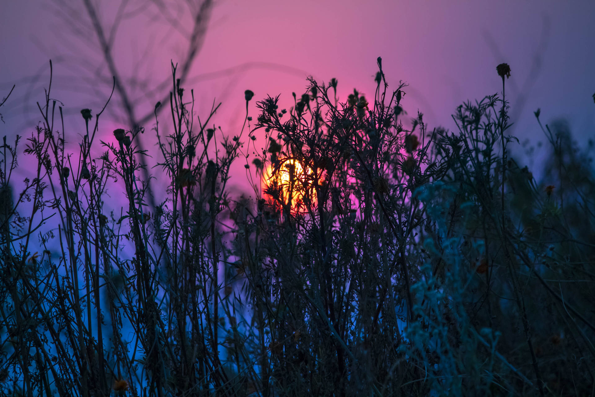 Grass Twigs Purple Sunset Background