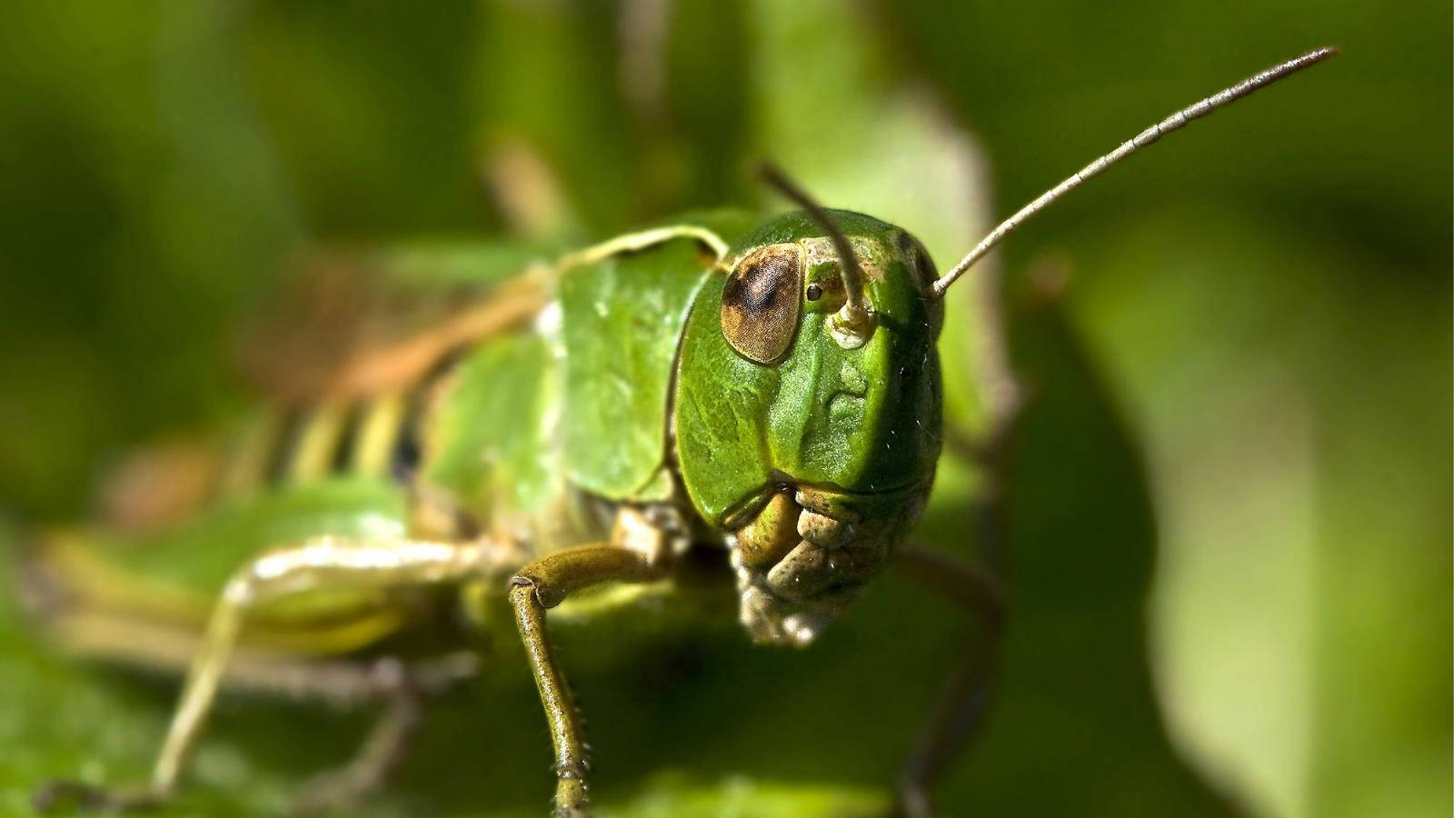 Grasshopper Antennae Eyes Background