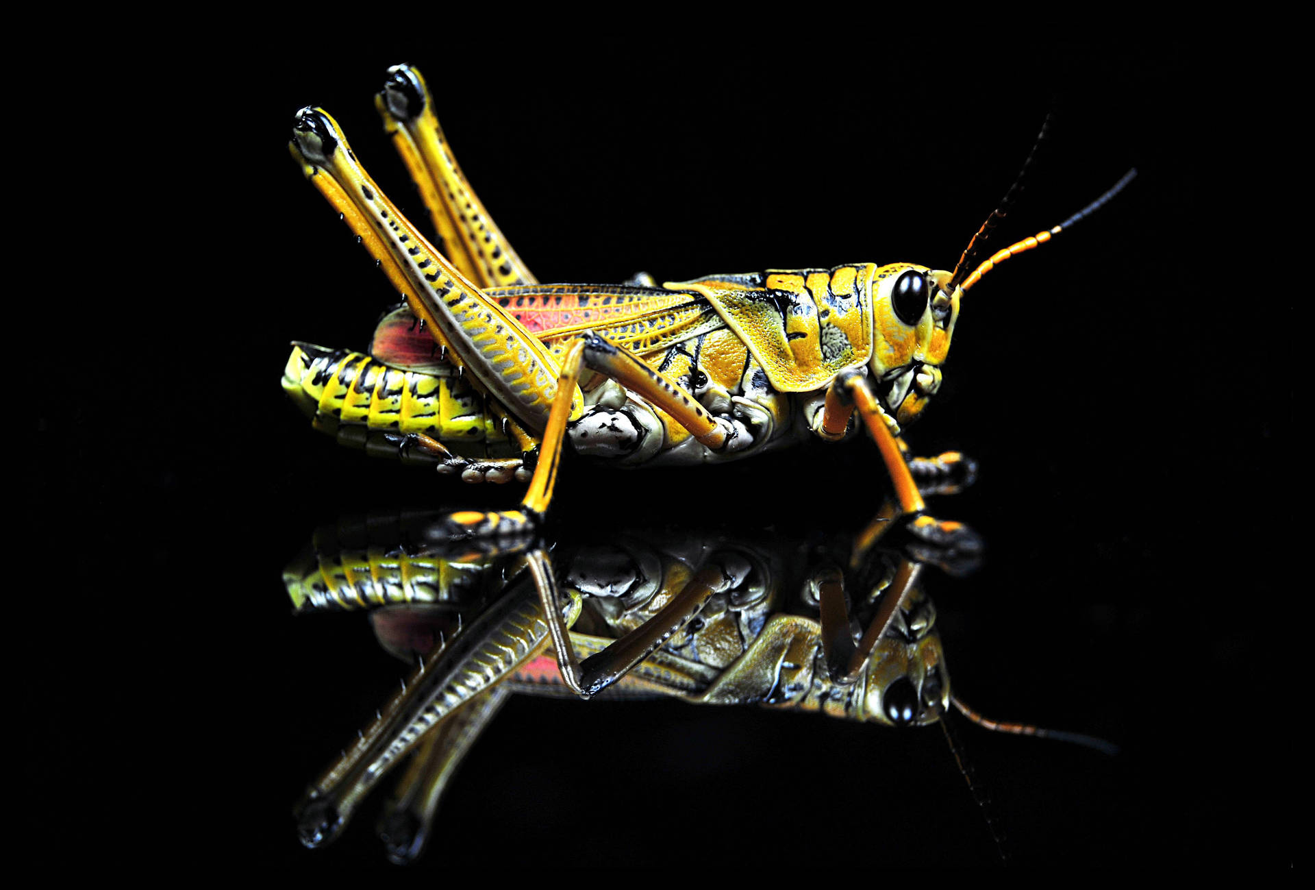 Grasshopper Black Reflection Background