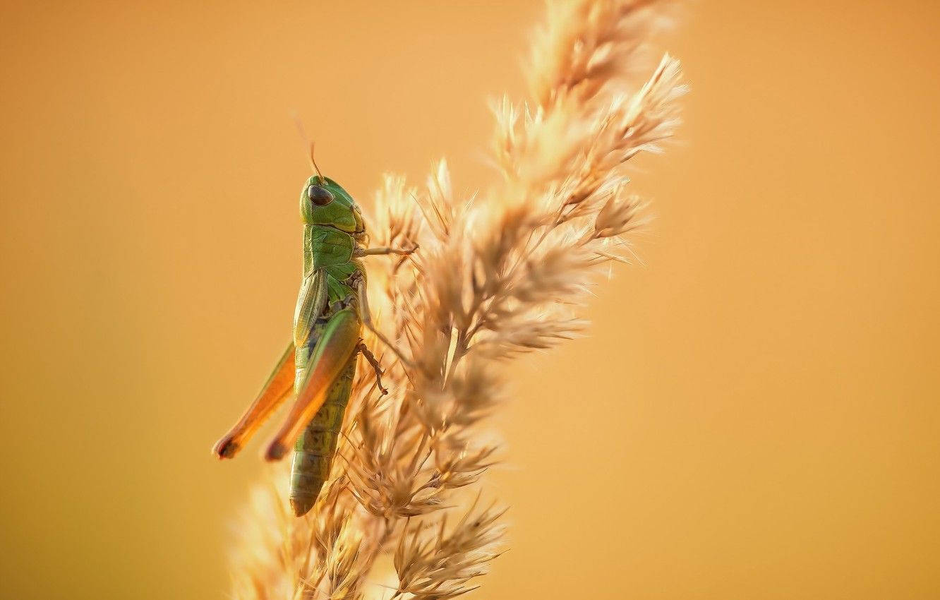 Grasshopper Brown Grass Background