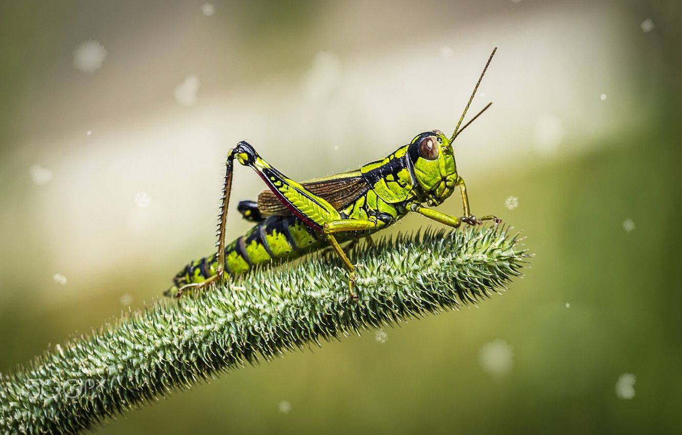 Grasshopper Grass Pollen Background