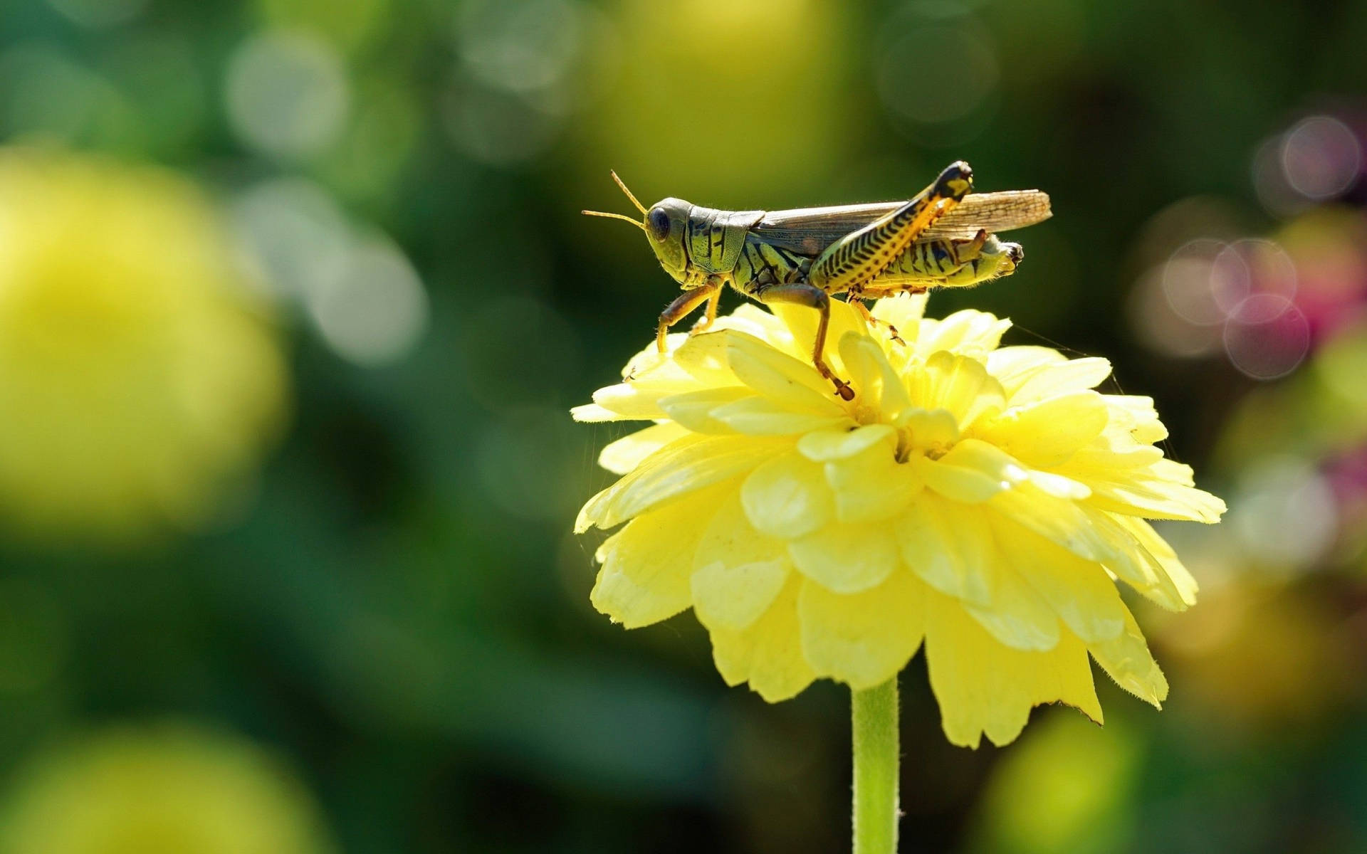 Grasshopper On Yellow Flower Background