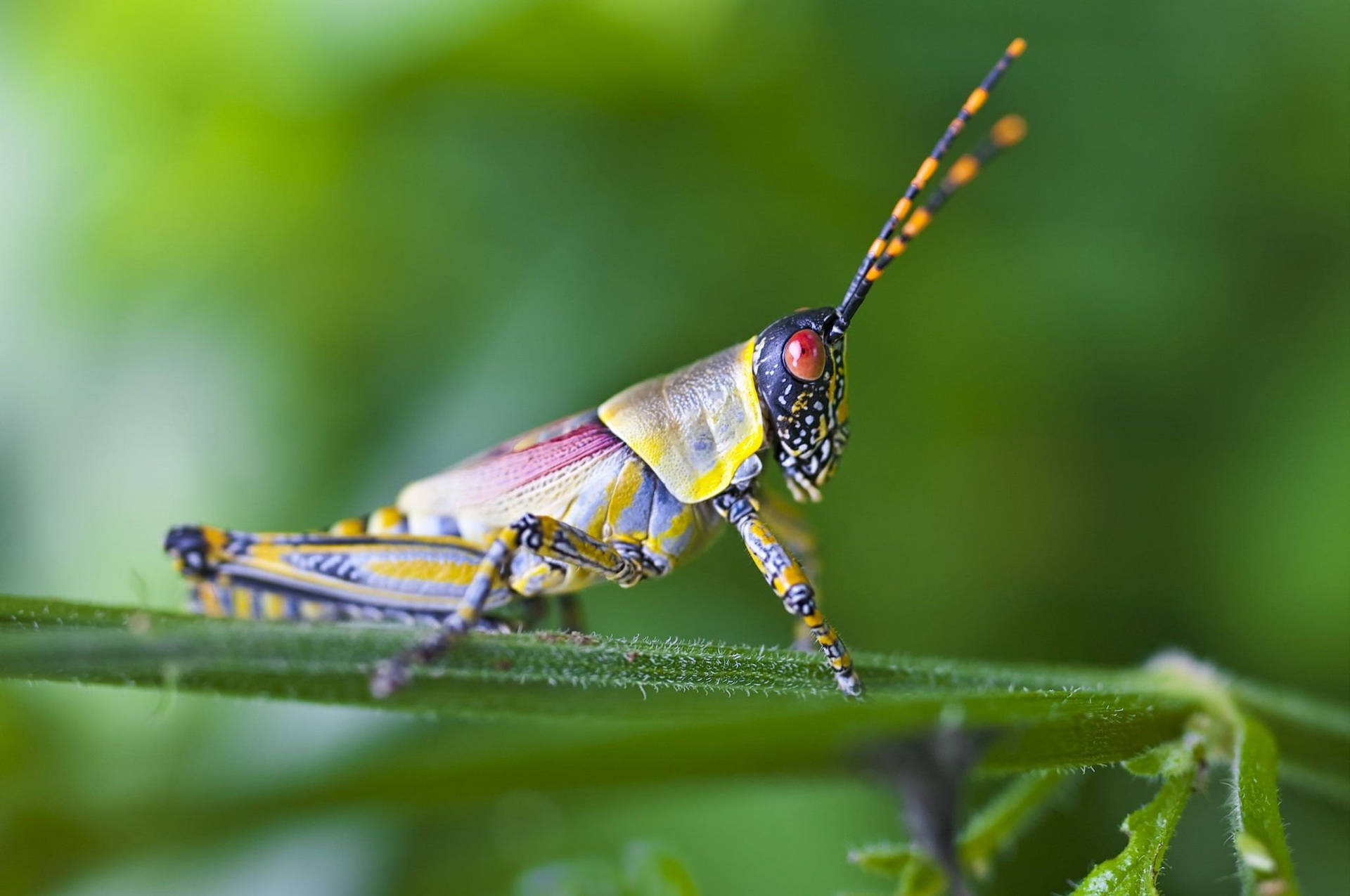 Grasshopper Orange Black Antennae