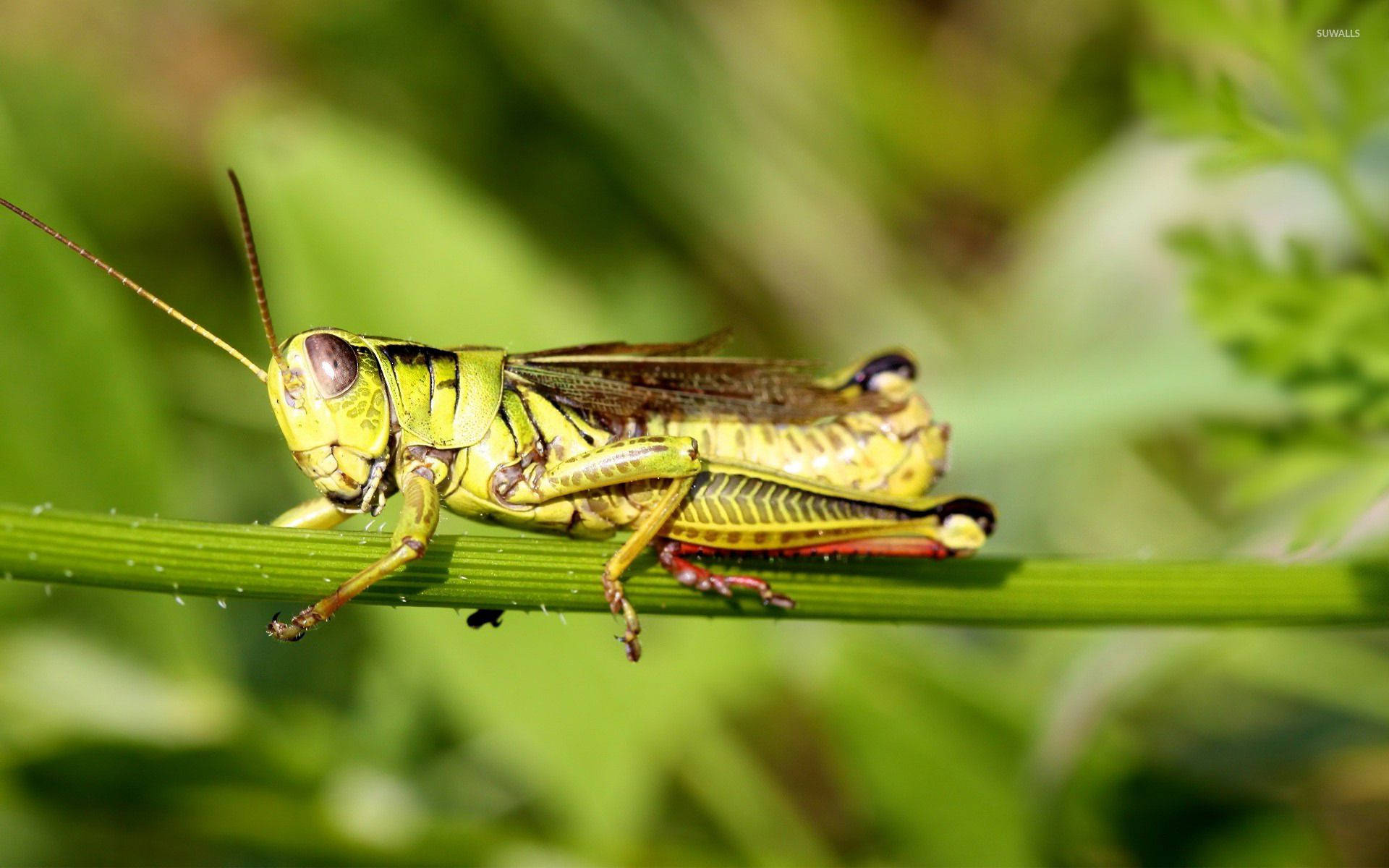 Grasshopper Plant Stick Background