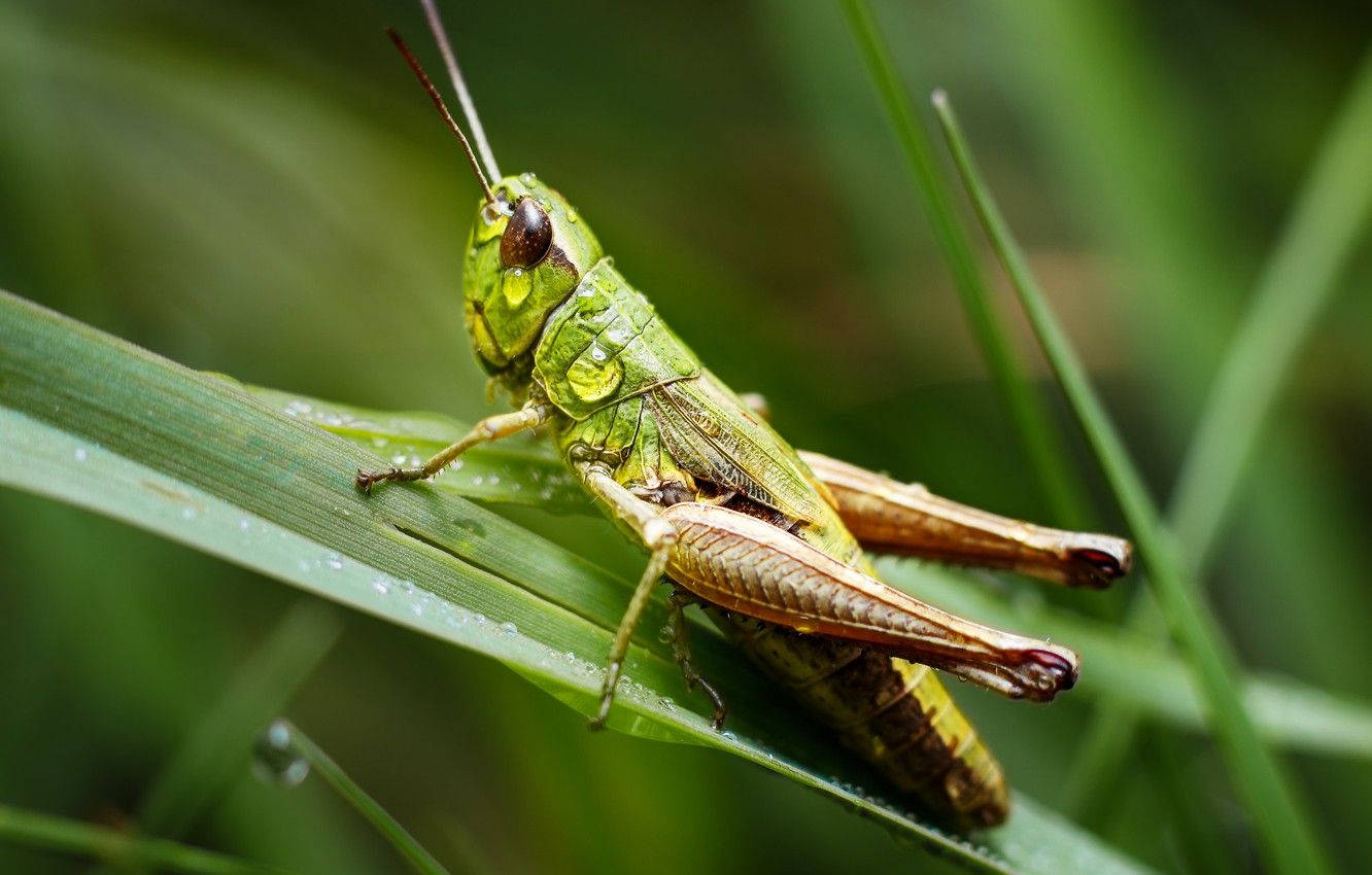 Grasshopper Rain Drops Background