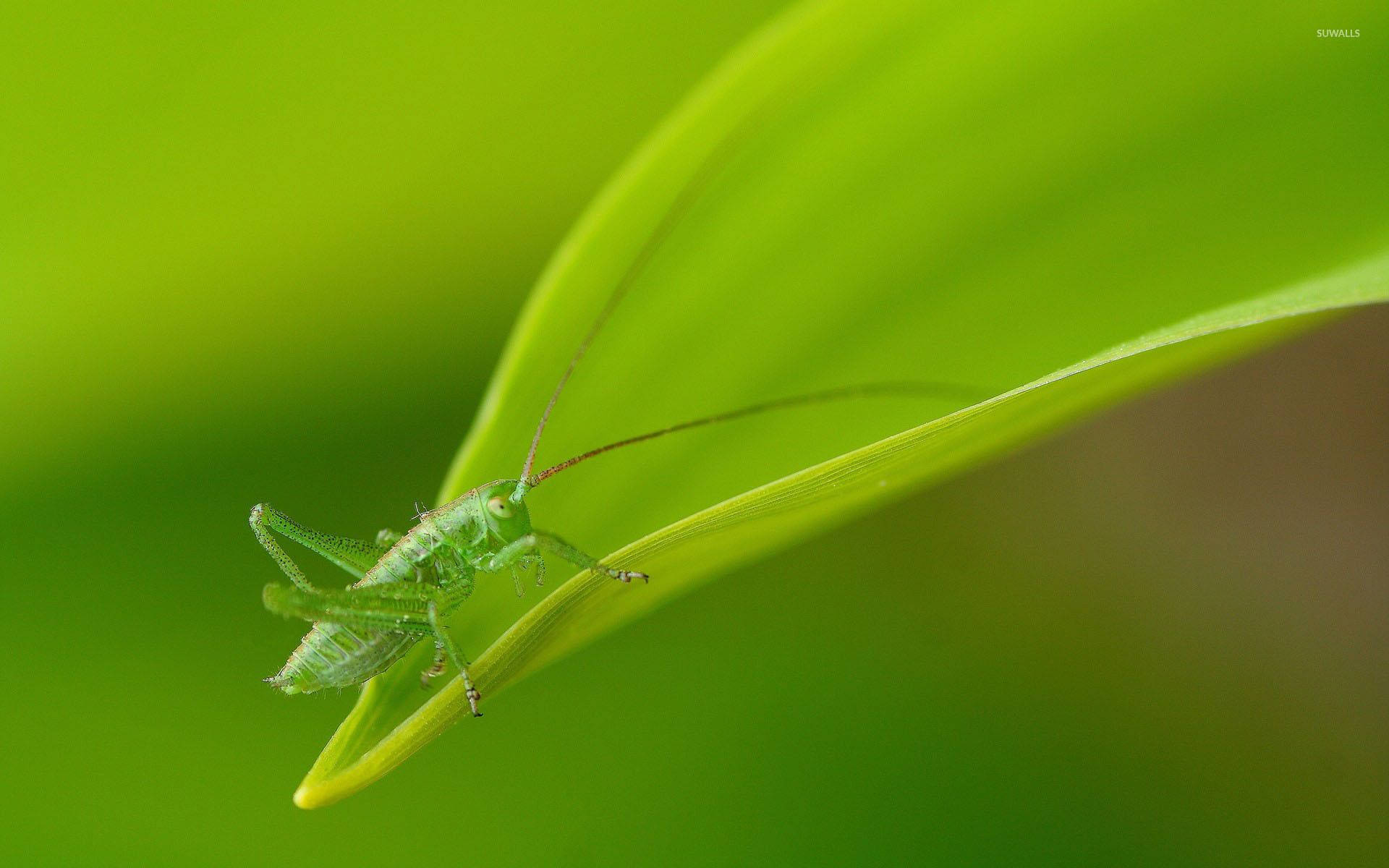 Grasshopper Yellow Green Leaf Background