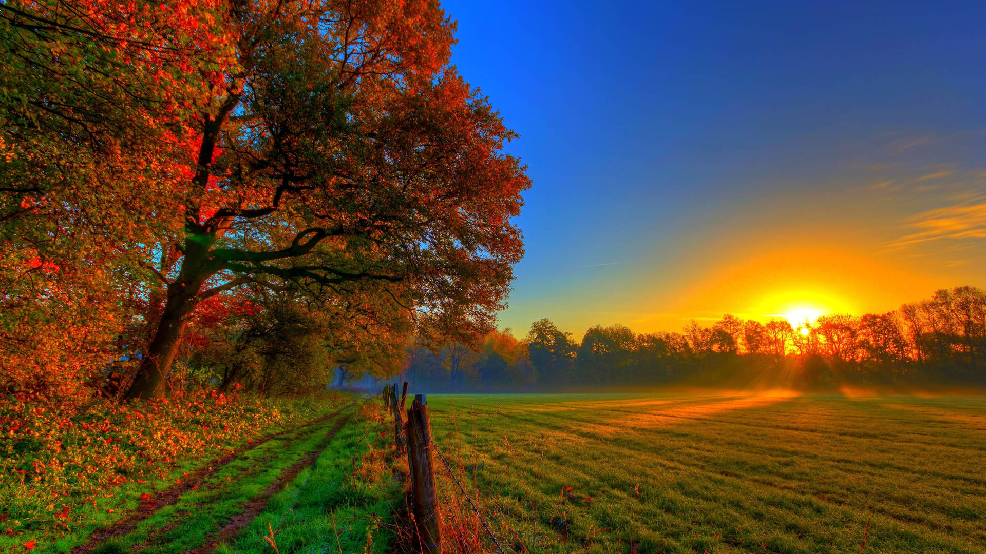 Grassland And Trees Sunset Desktop Background