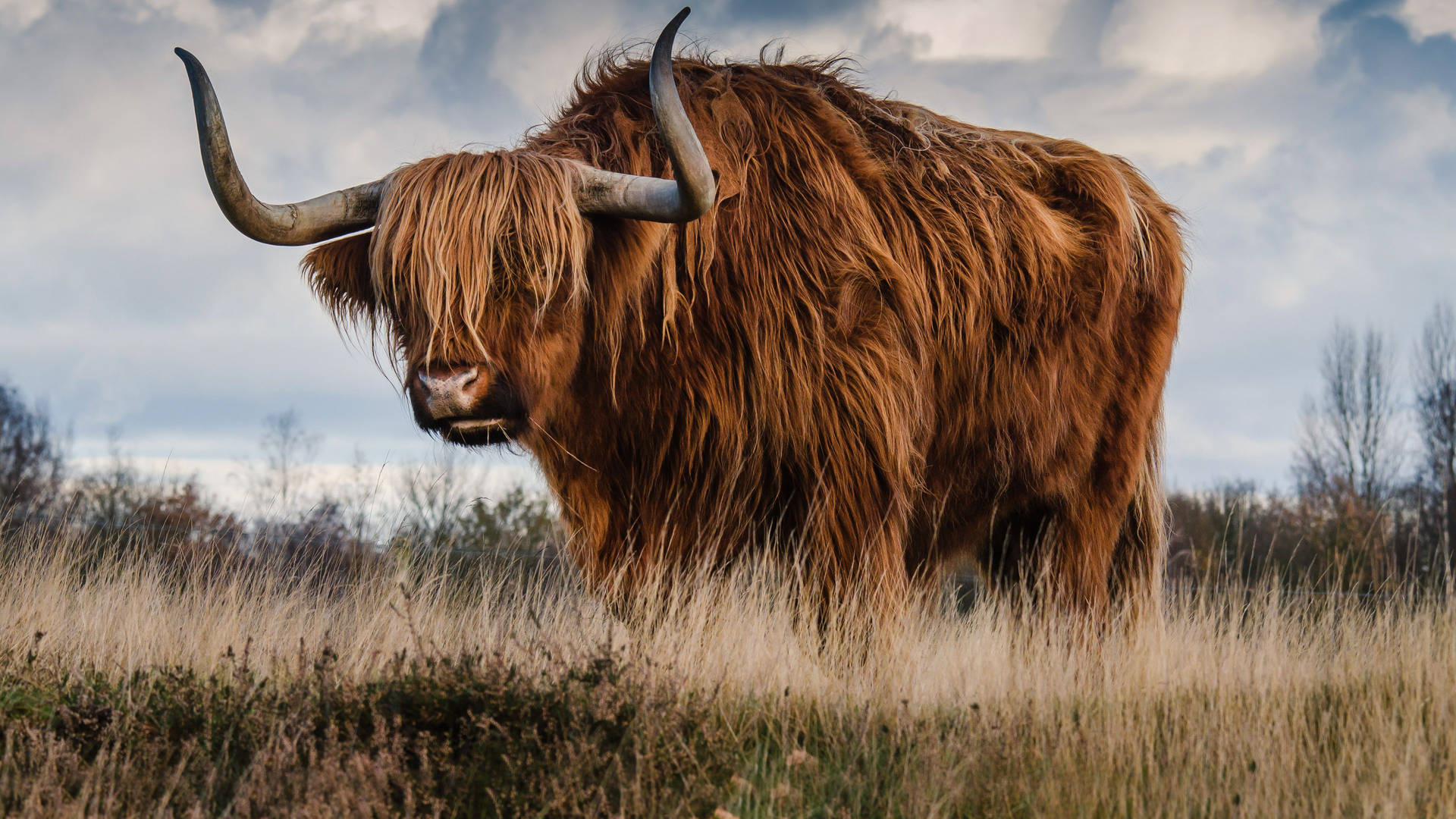 Grassland Highland Ox Background
