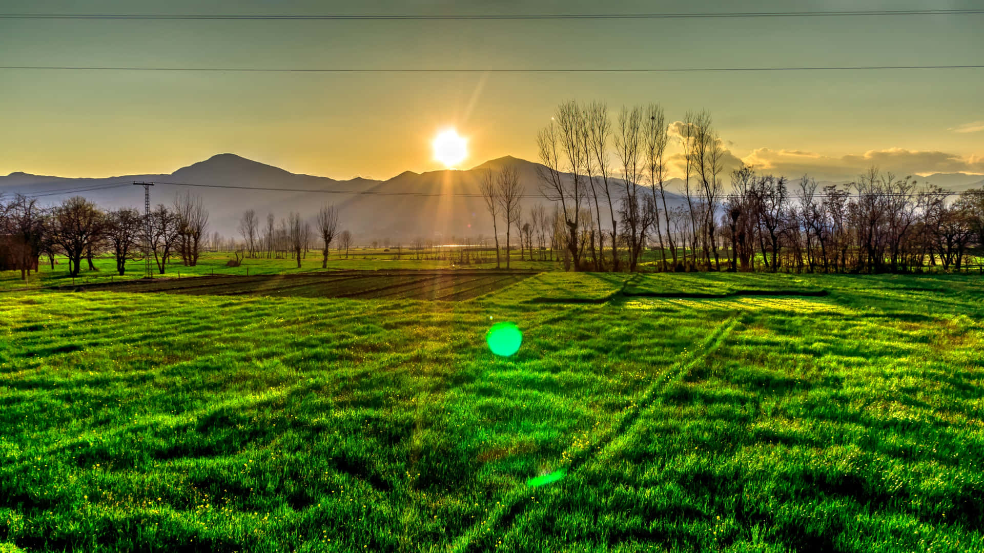 Grassland Morning Sunrise Background