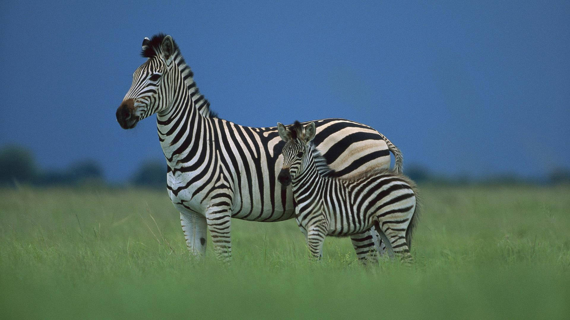 Grassland Mother And Baby Zebra Background