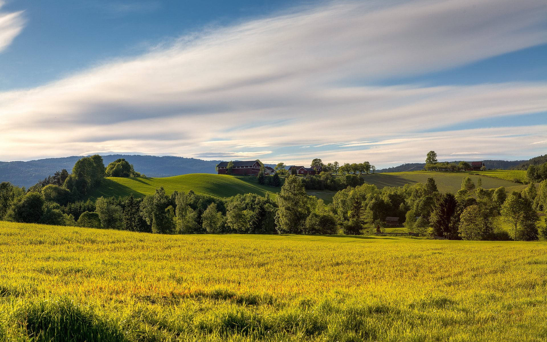 Grassy Field Hotmail Background