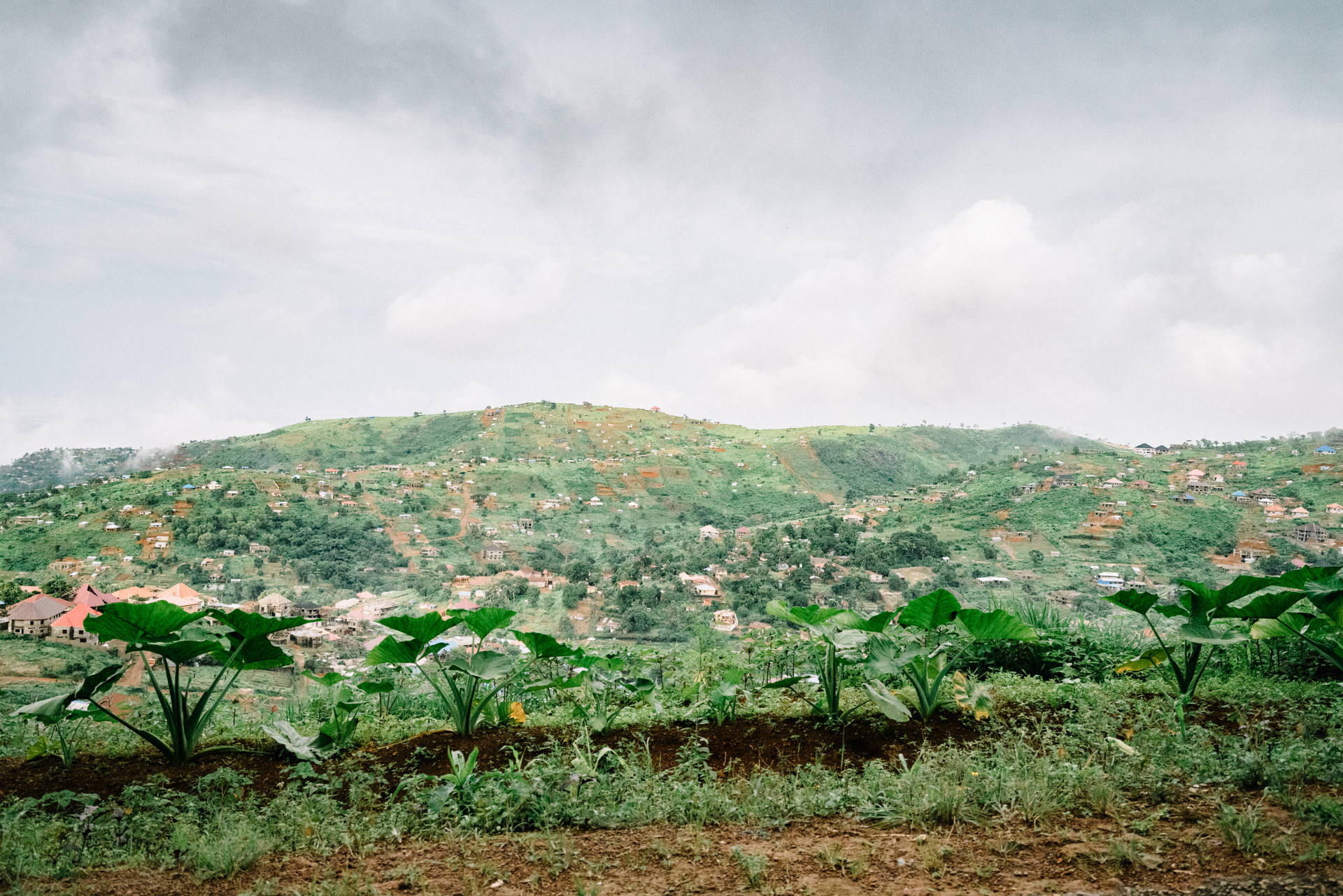 Grassy Green Hill In Sierra Leone Background