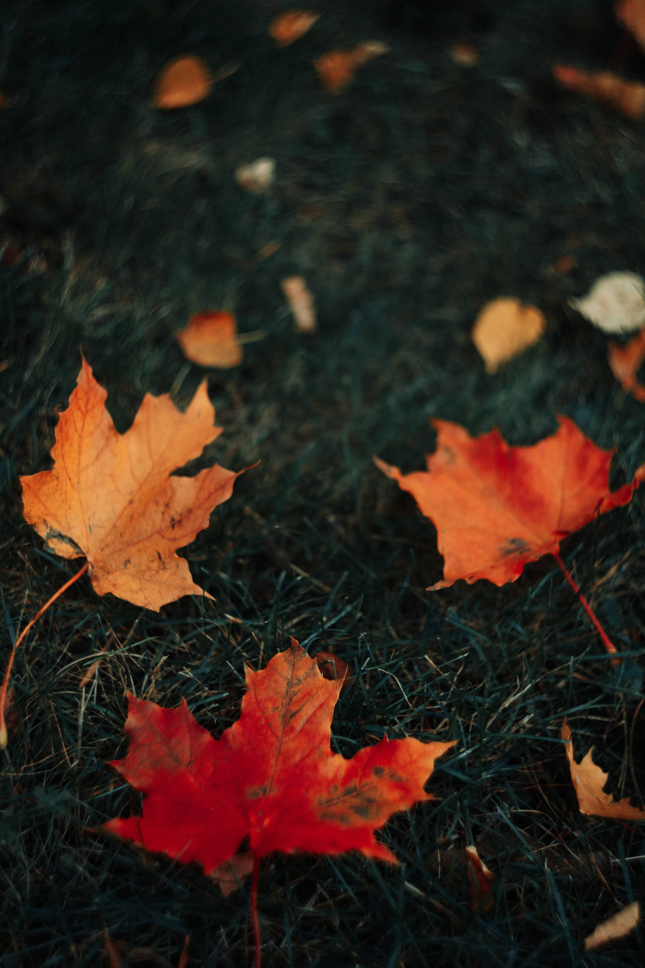 Grassy Ground With Maples Leaves Background